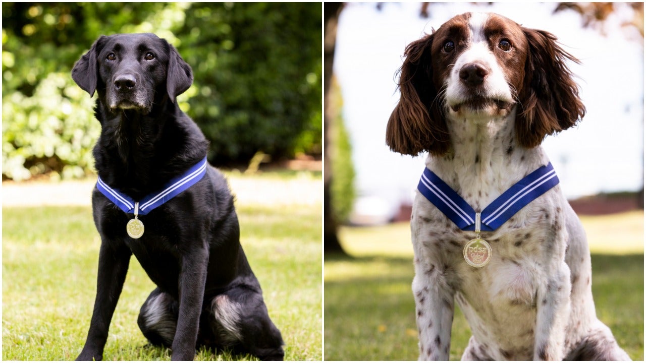 Two RAF dogs and their animal OBEs.