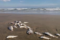 Dead fish are washing up on Florida shores amid red tide bloom 