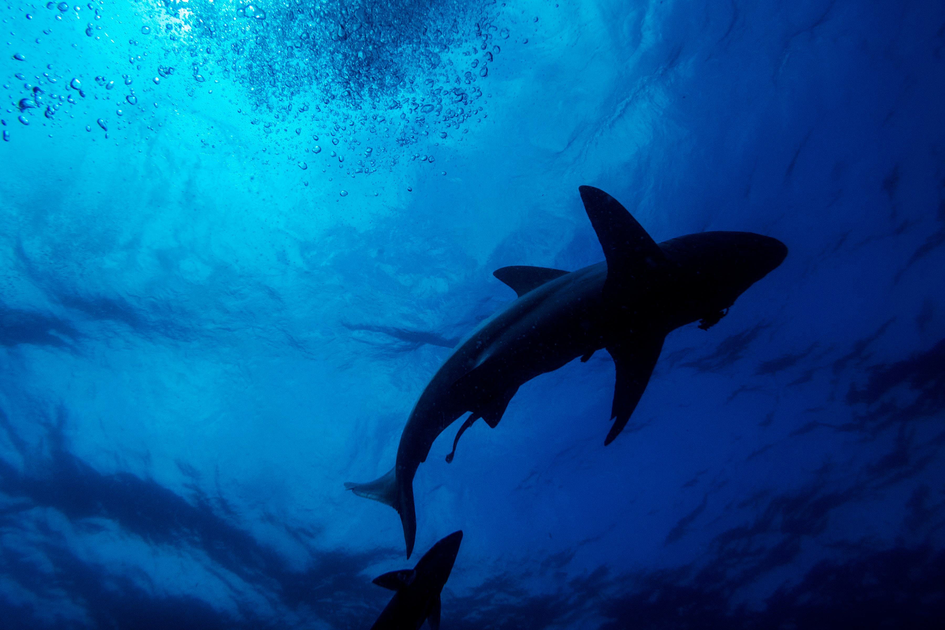 File: A black-tip shark seen swimming during a baited shark dive in Umkomaas near Durban, South Africa