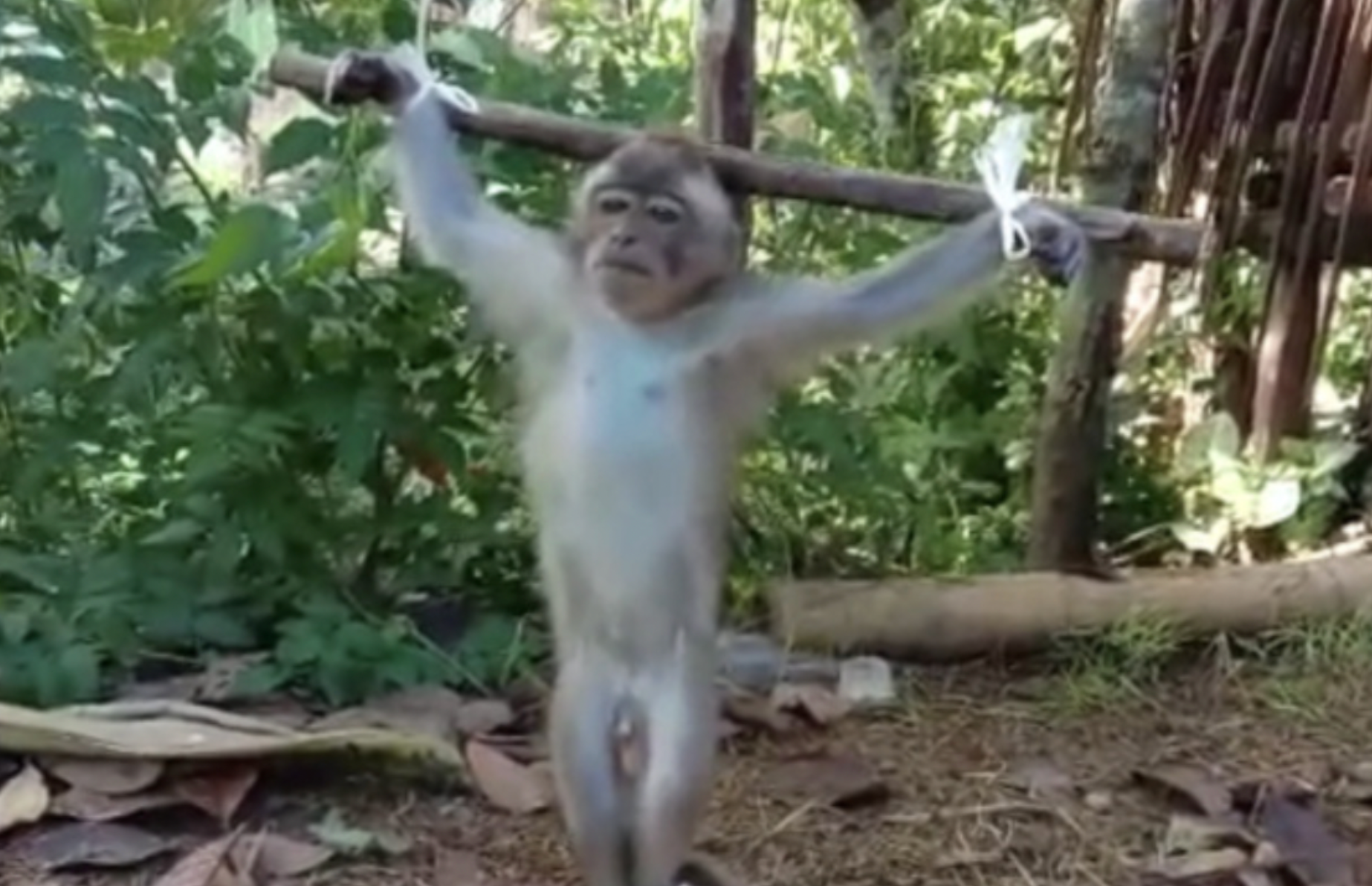 Baby macaques are subjected to cruel taunts for made-to-order videos