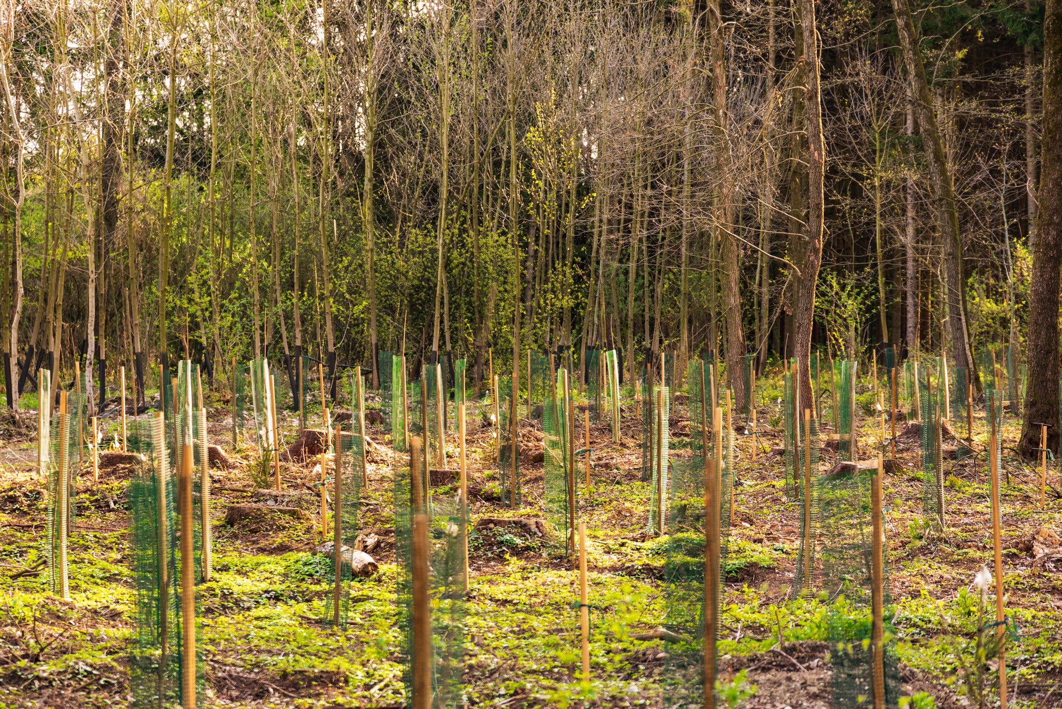 Trees are considered important to facing the climate emergency