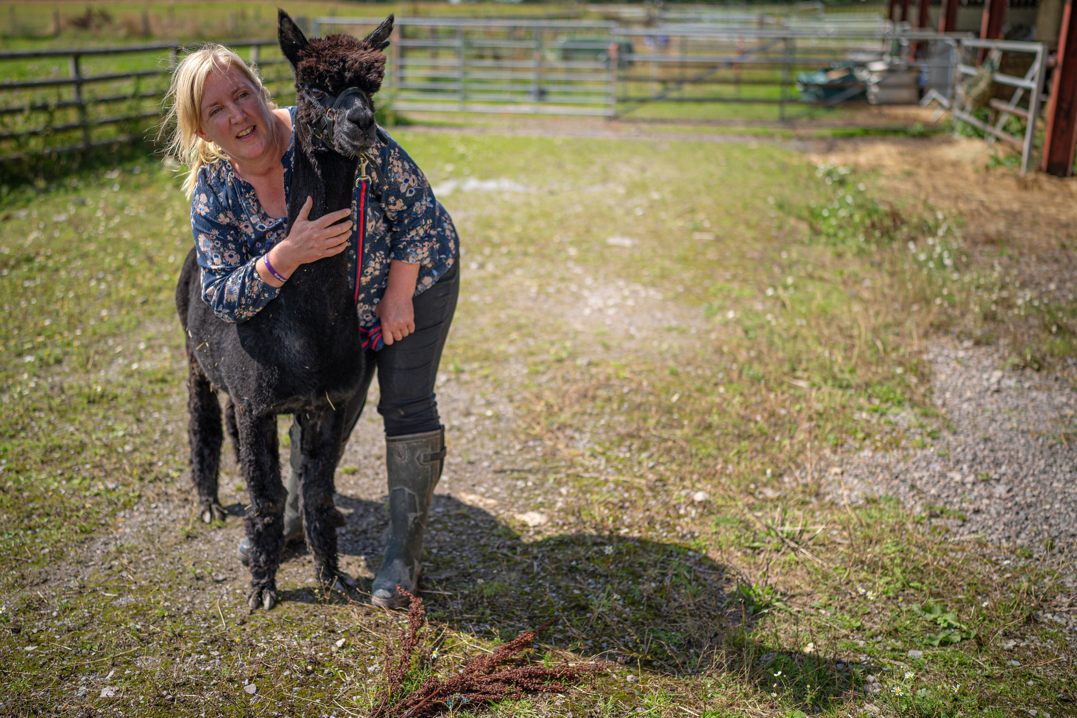 Helen Macdonald holds tightly onto Geronimo the alpaca