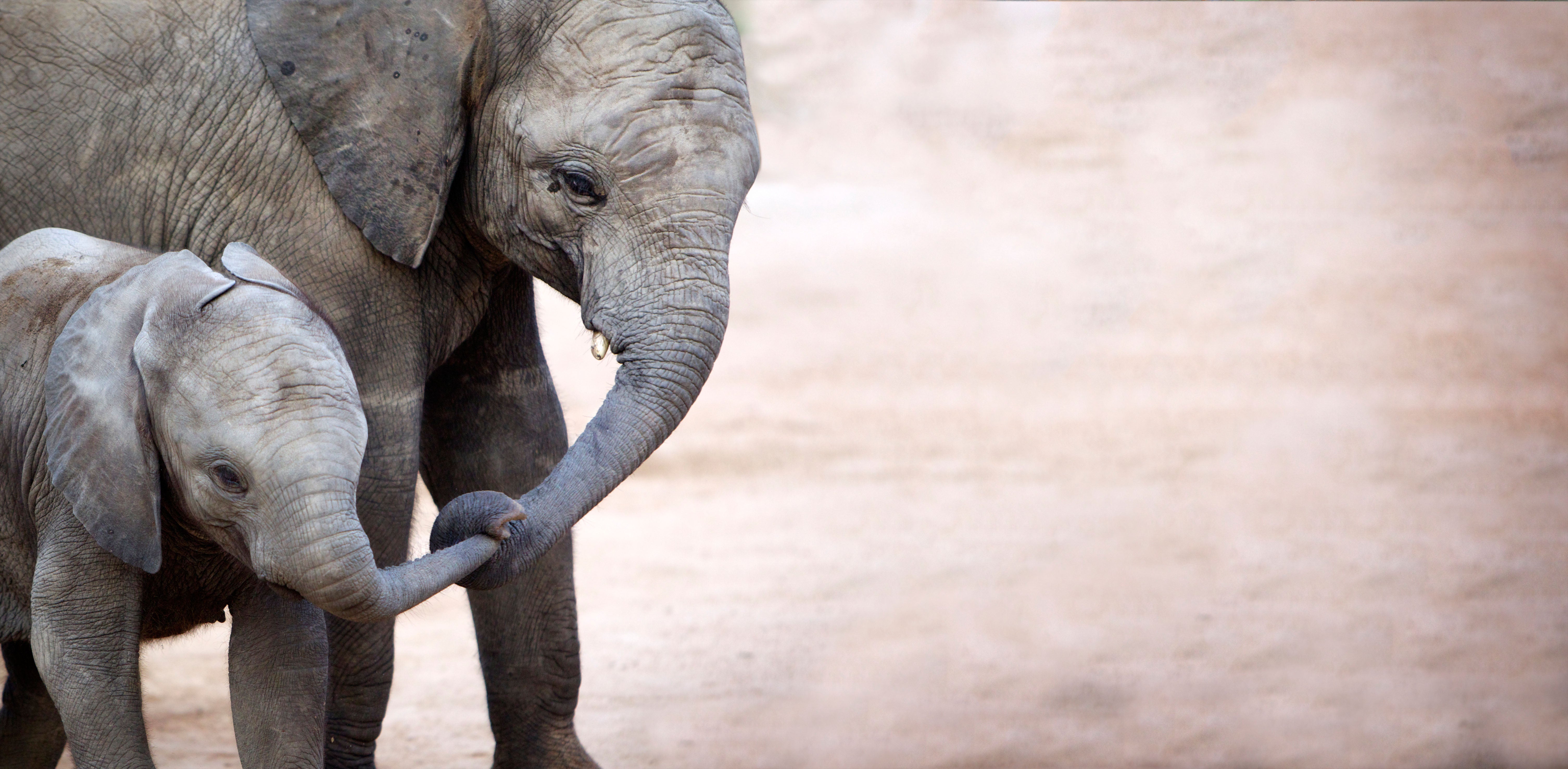 Mother with baby elephant in Kruger National Park, South Africa (Alamy/PA)