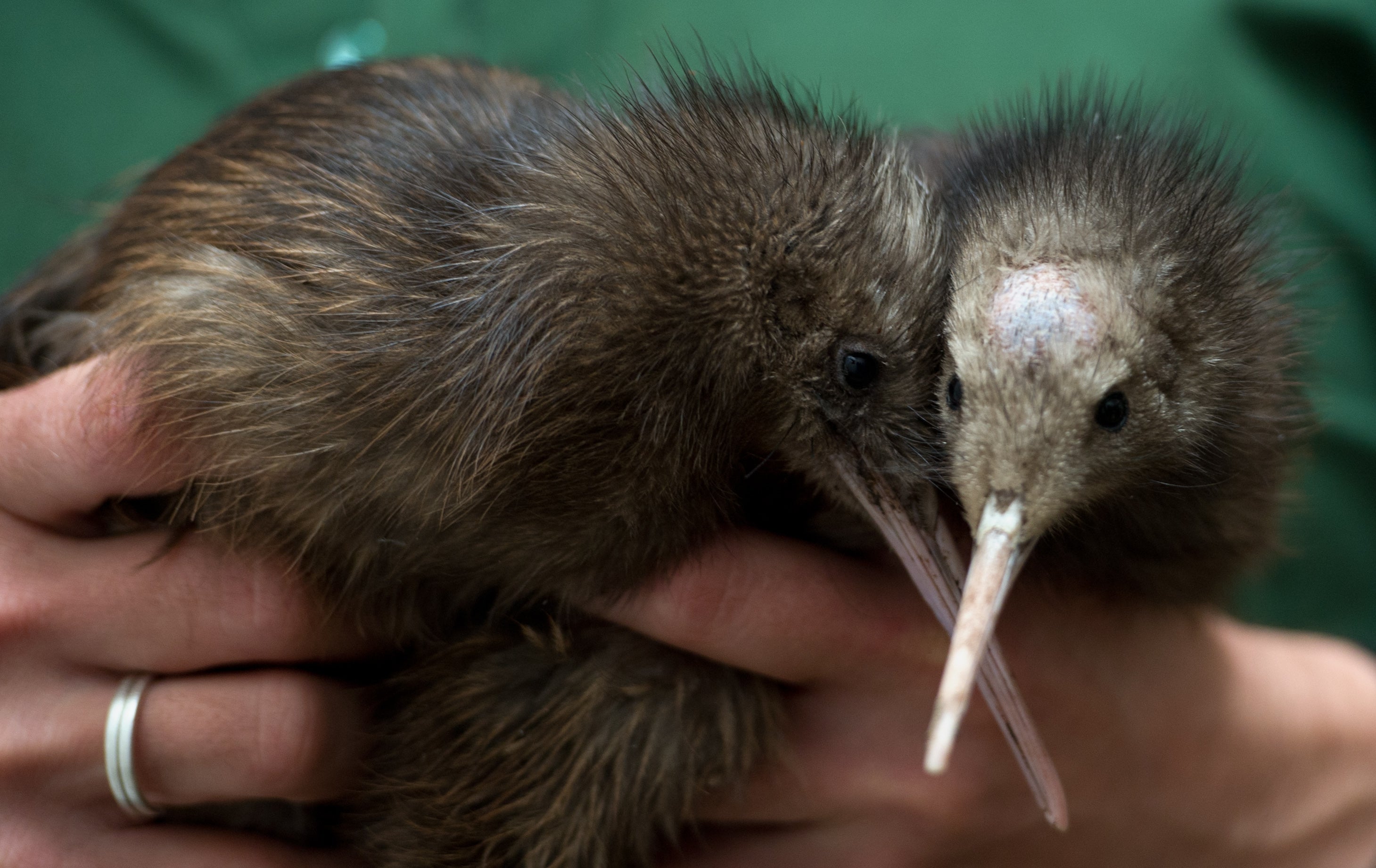 File: A zoo keeper seen holding two Kiwi chicks in Berlin