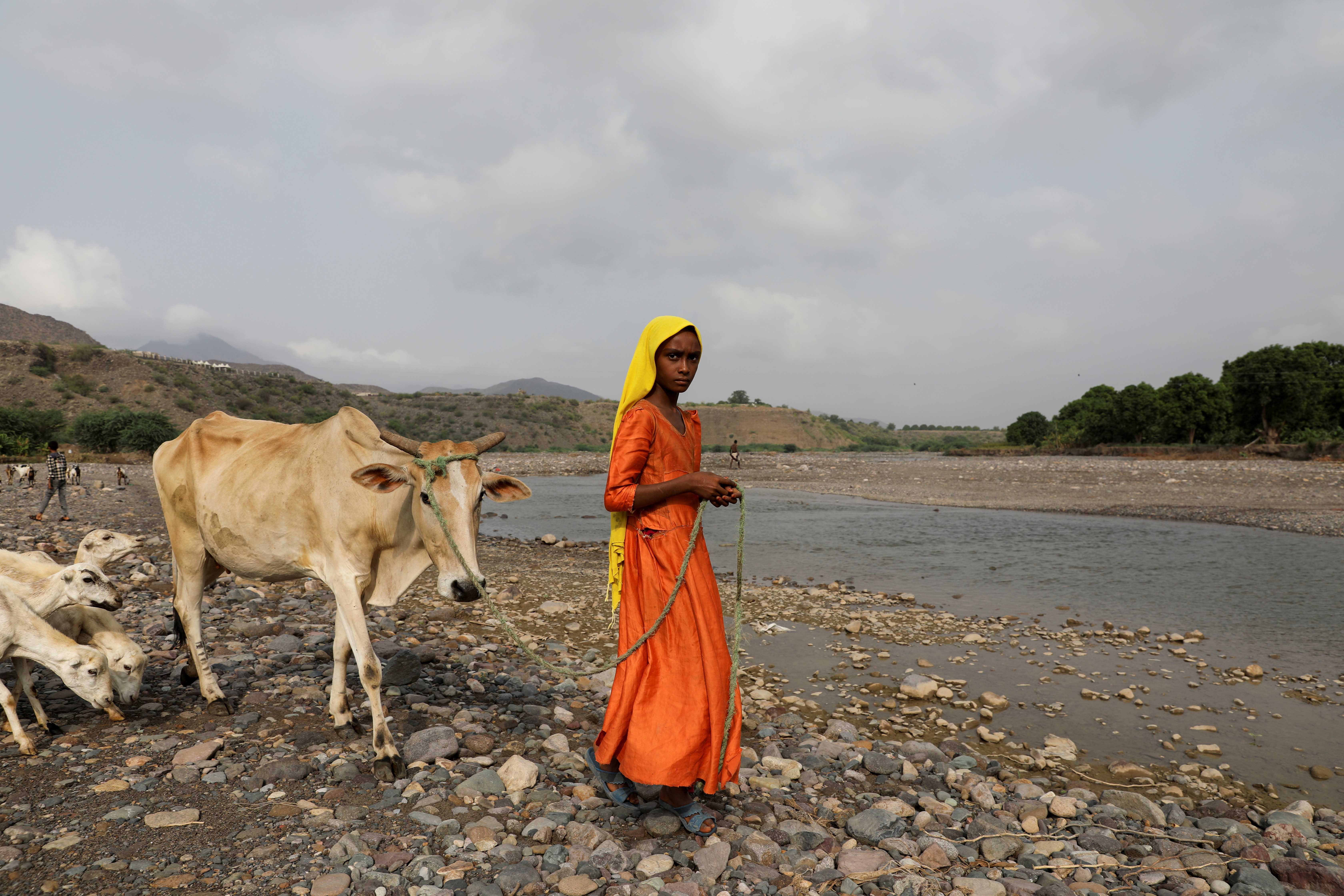 A girl looks on as she leads her cow across a spring lake in Khamis Banisaad district of al-Mahweet province