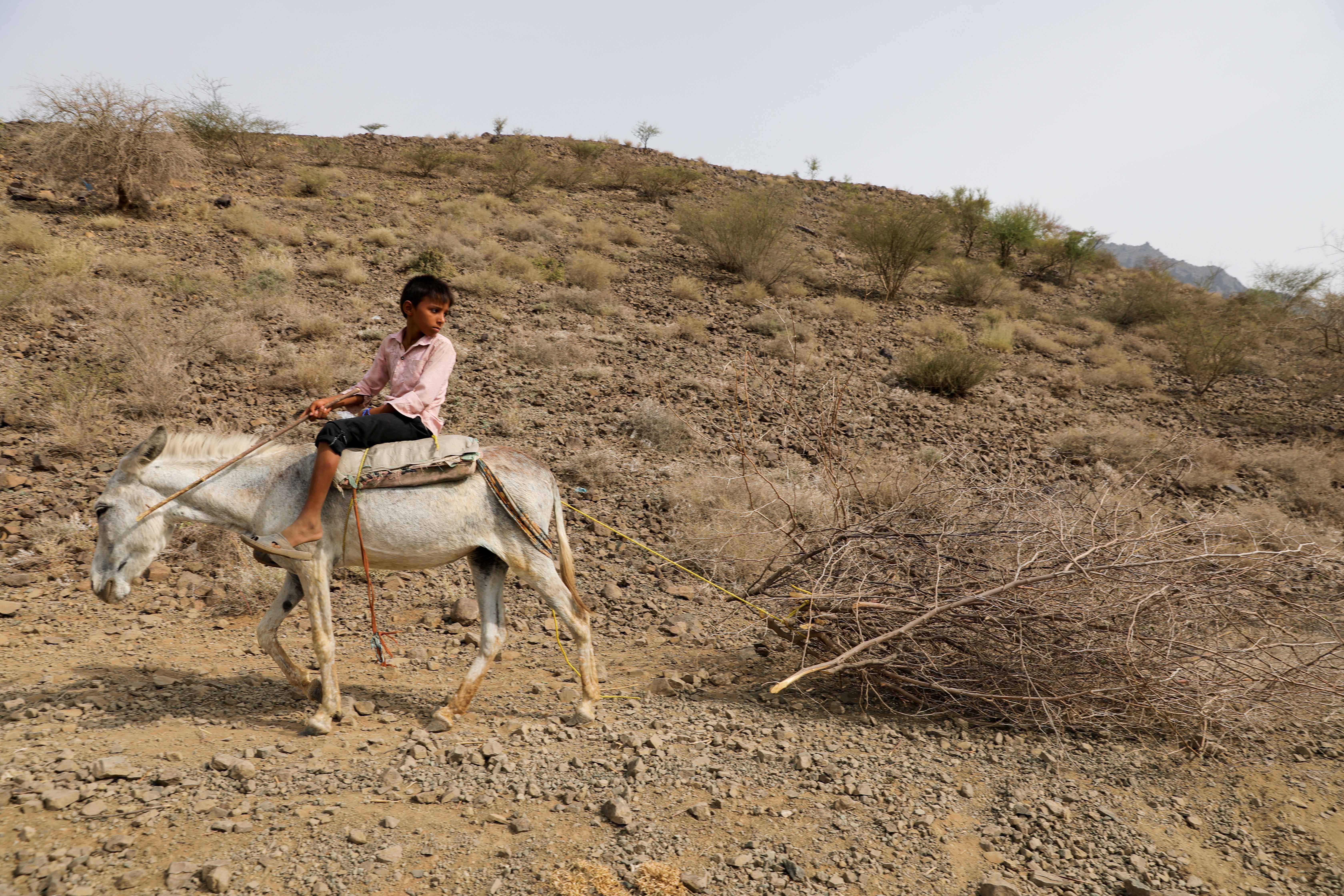 A boy who works as a lumberjack rides a donkey as it drags a logged tree in Bajil district of Hodeida province