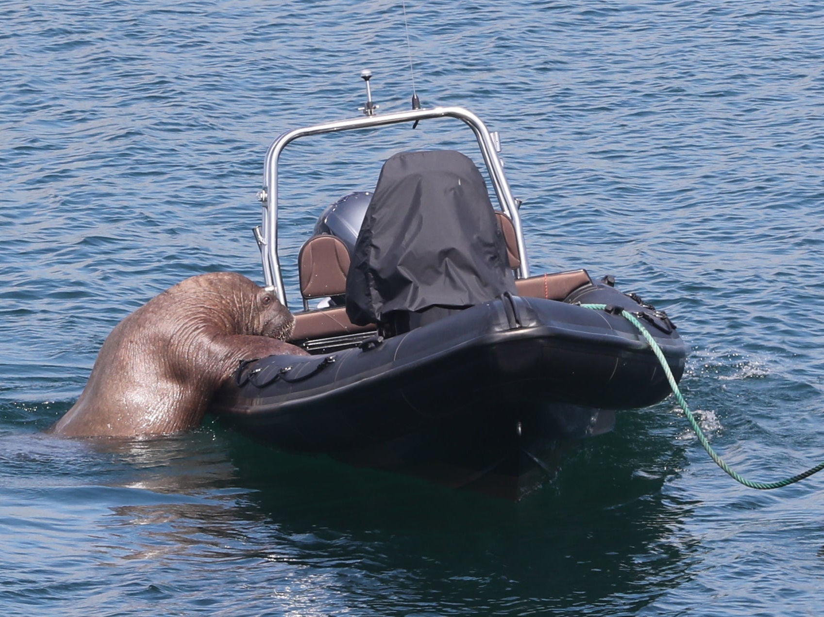 Wally the Walrus checking out a boat off the coast of Ardmore, County Waterford, earlier this month