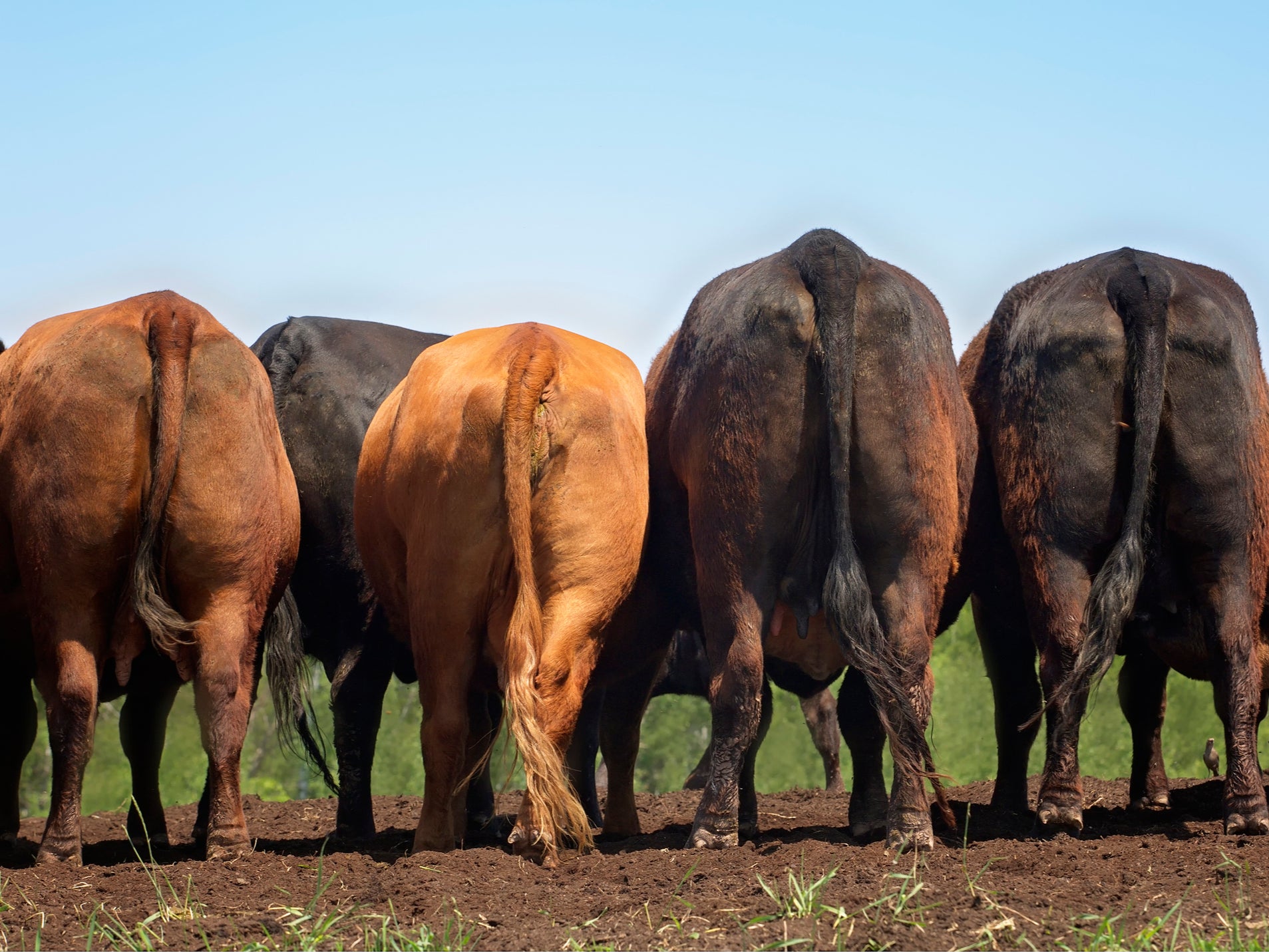 More people in the west are turning their backs on meat