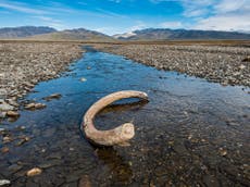 Woolly mammoths walked far enough to circle Earth twice, study finds