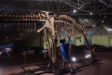 Scientists in China discover two new massive dinosaur species as big as blue whales