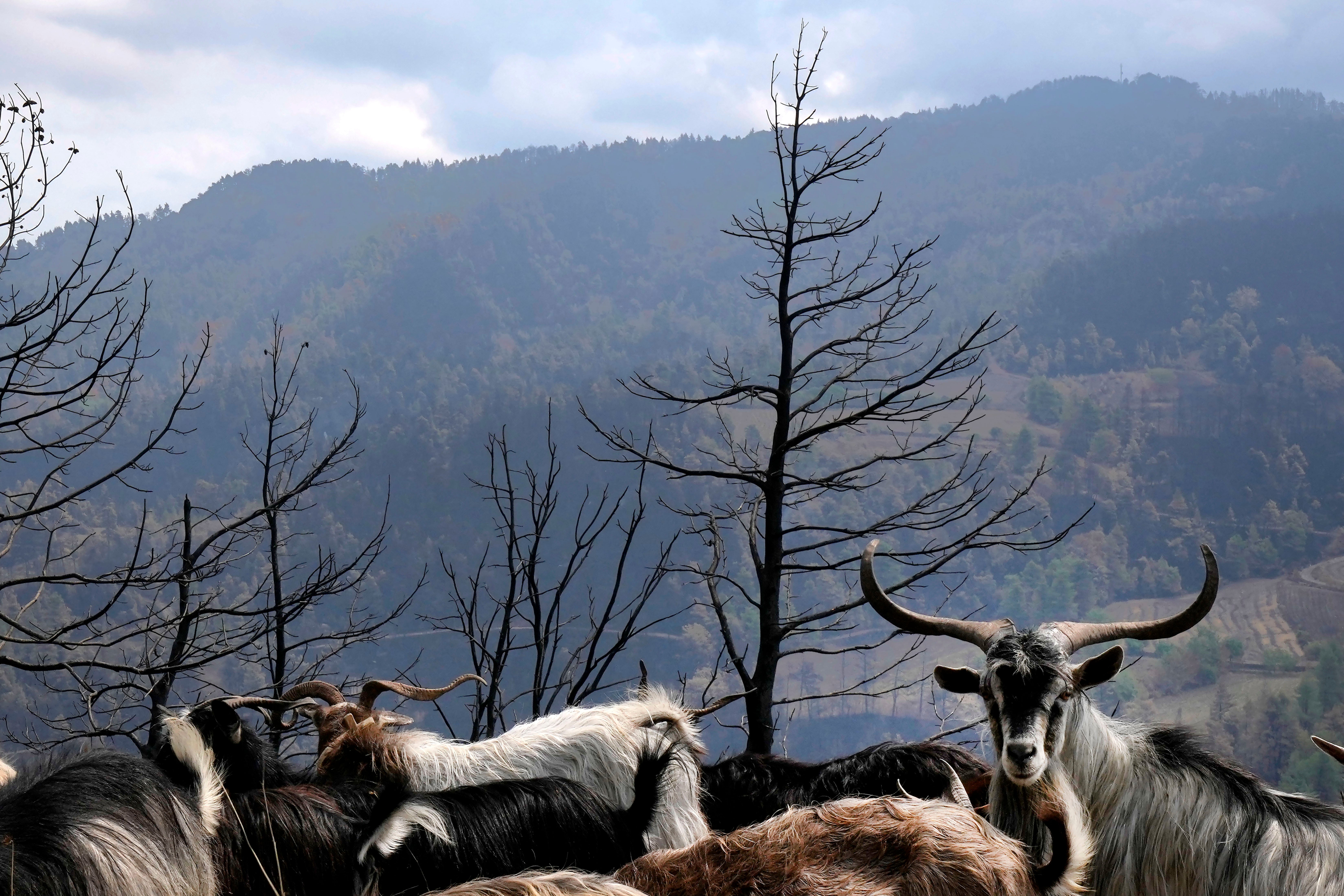 Goats are seen at a burn area near Krioneritis village on Evia island, about 181 kilometers (113 miles) north of Athens