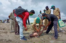 How illegal trade in bait oil is putting Ganges river dolphin at risk