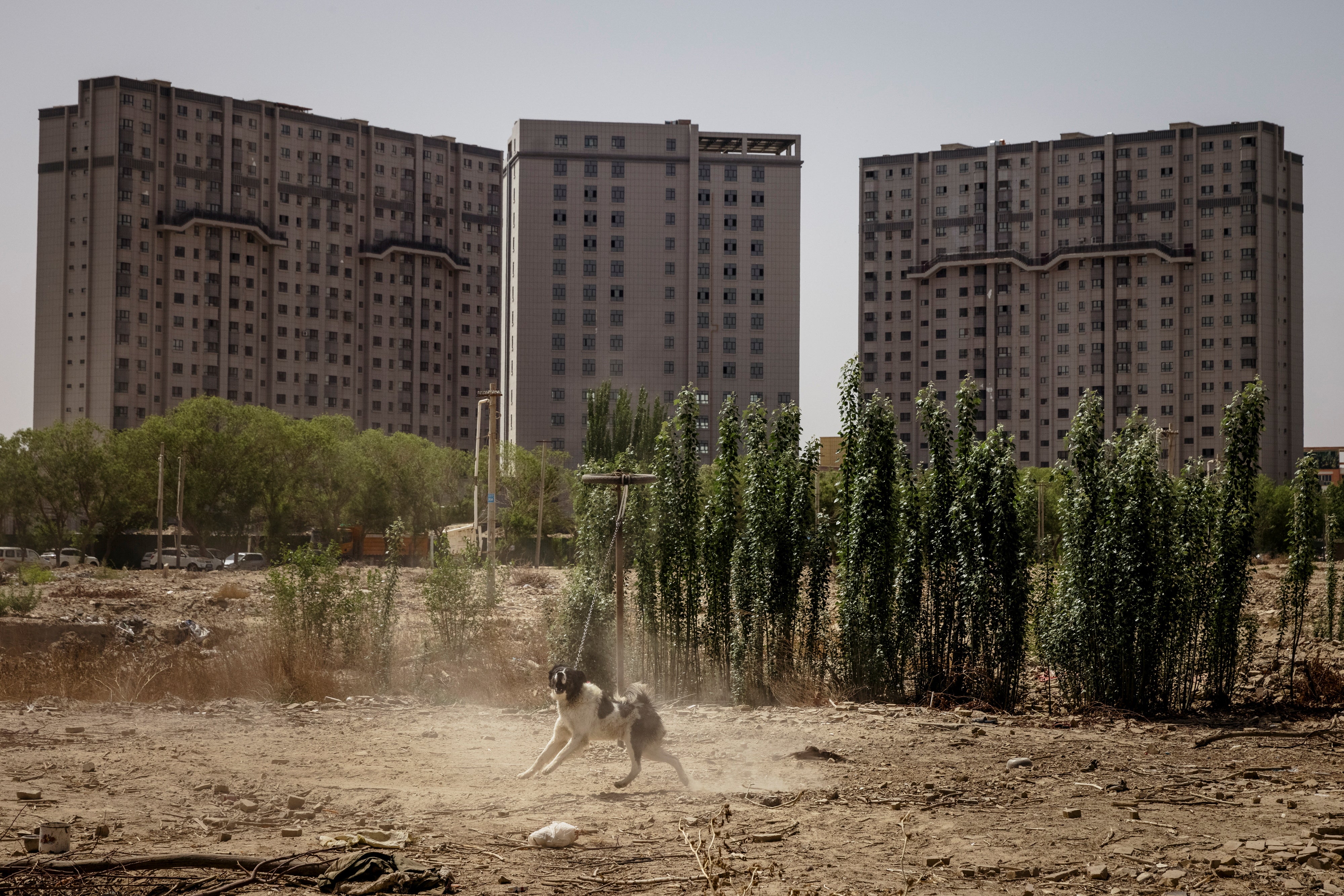 A dog is chained up next to a now-demolished mosque in Karakax outside Hotan, Xinjiang