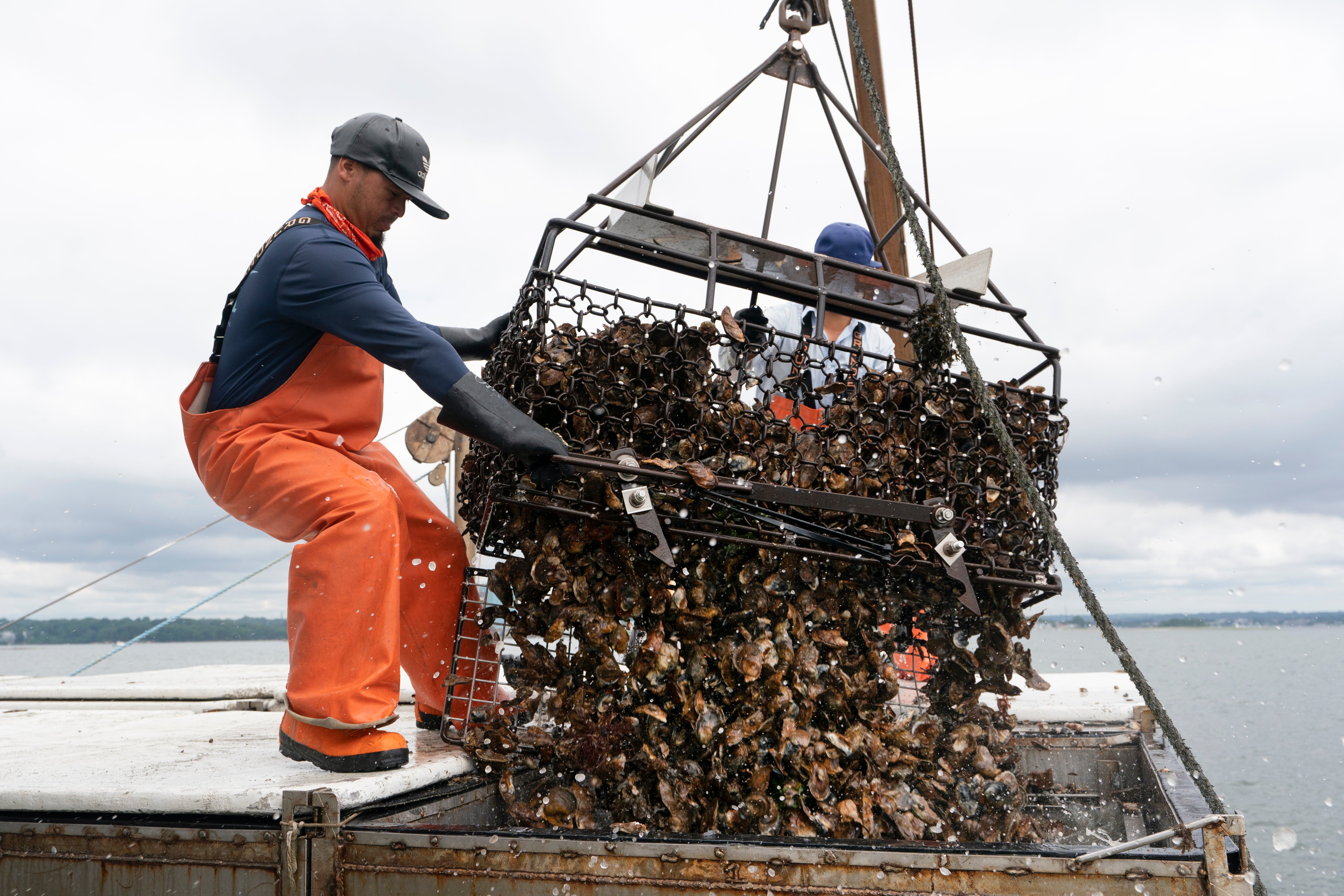 Oyster Farming