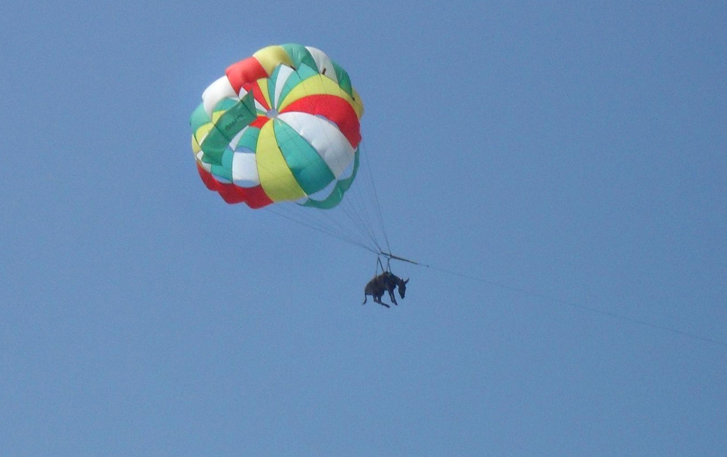 The Sun stepped in to save a donkey that was suspended by a parachute 125ft in the air to advertise a Russian beach in 2010