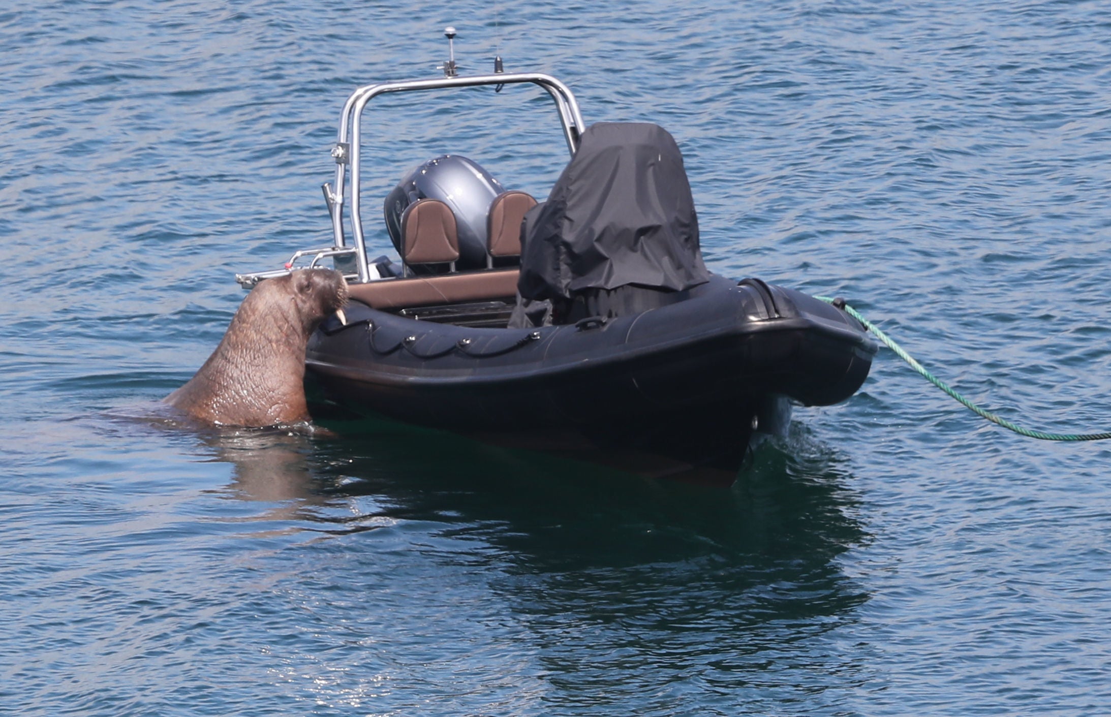 This year, Wally the walrus made headlines for terrorising boaters off the Scilly Isles