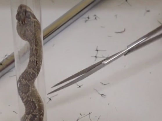 Bryan Hughes freeing a rattlesnake