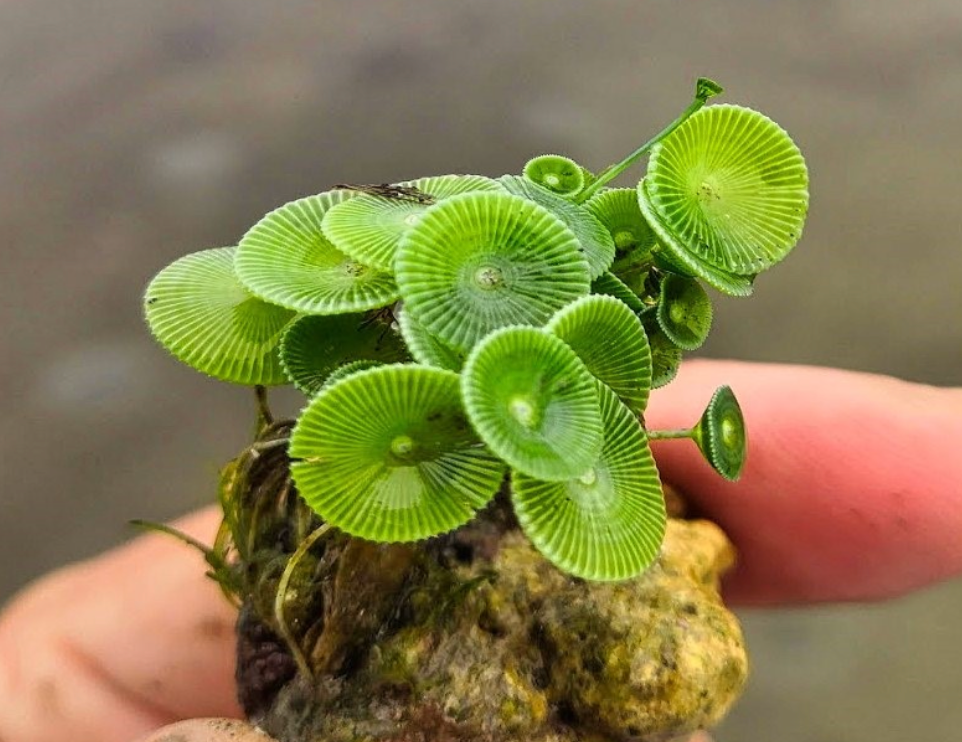 The newly discovered green seaweed, Acetabularia jalakanyakae, is made up of just one gigantic cell with just one nucleus