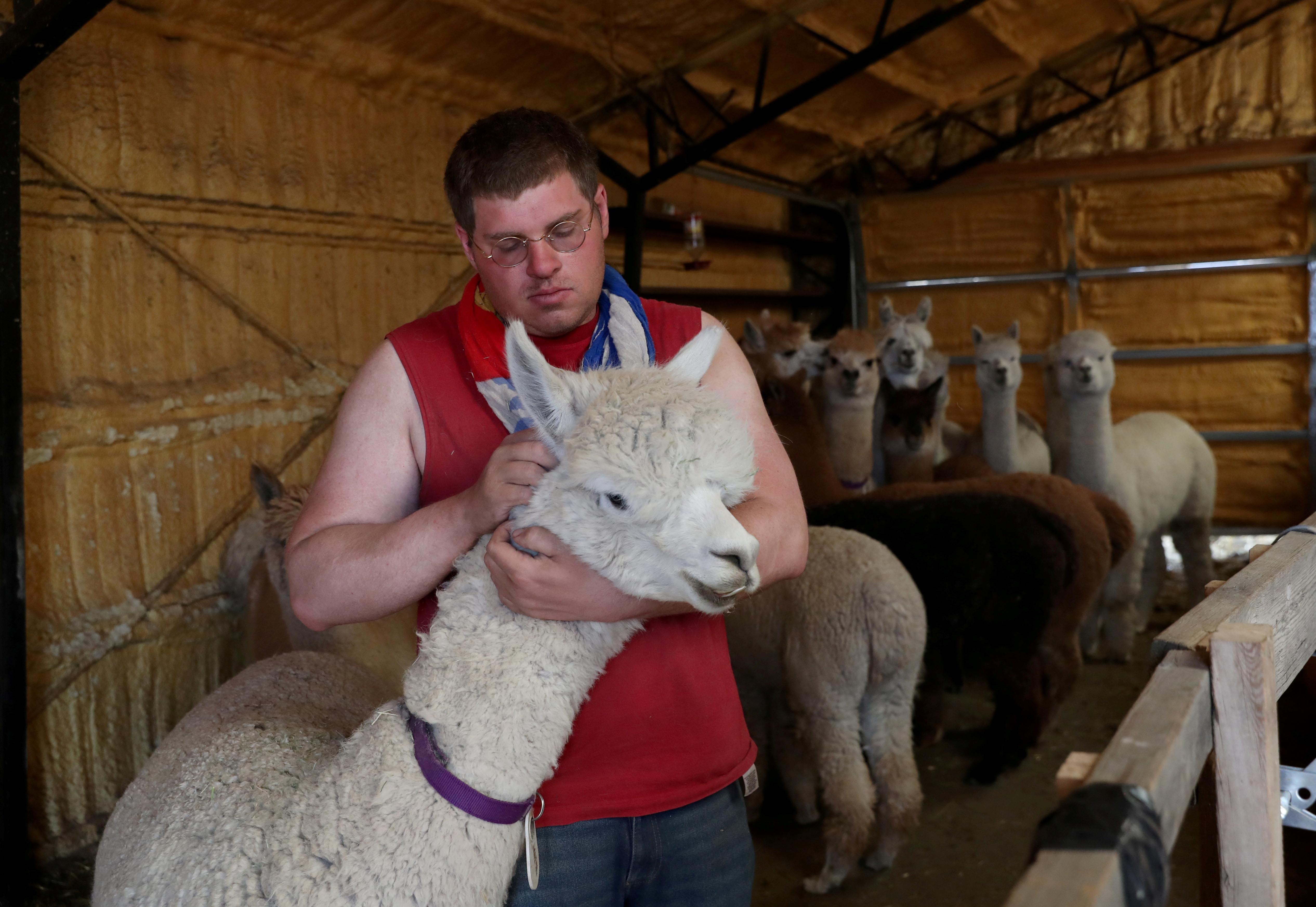 Sky Nelson, 34, tries to calm an alpaca as it waits to have its hair cut during Shear-a-palooza