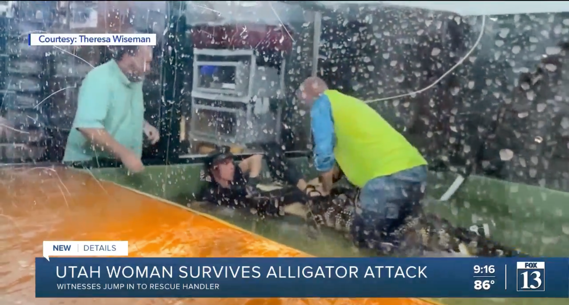 A witness jumps into an alligator tank to help a handler