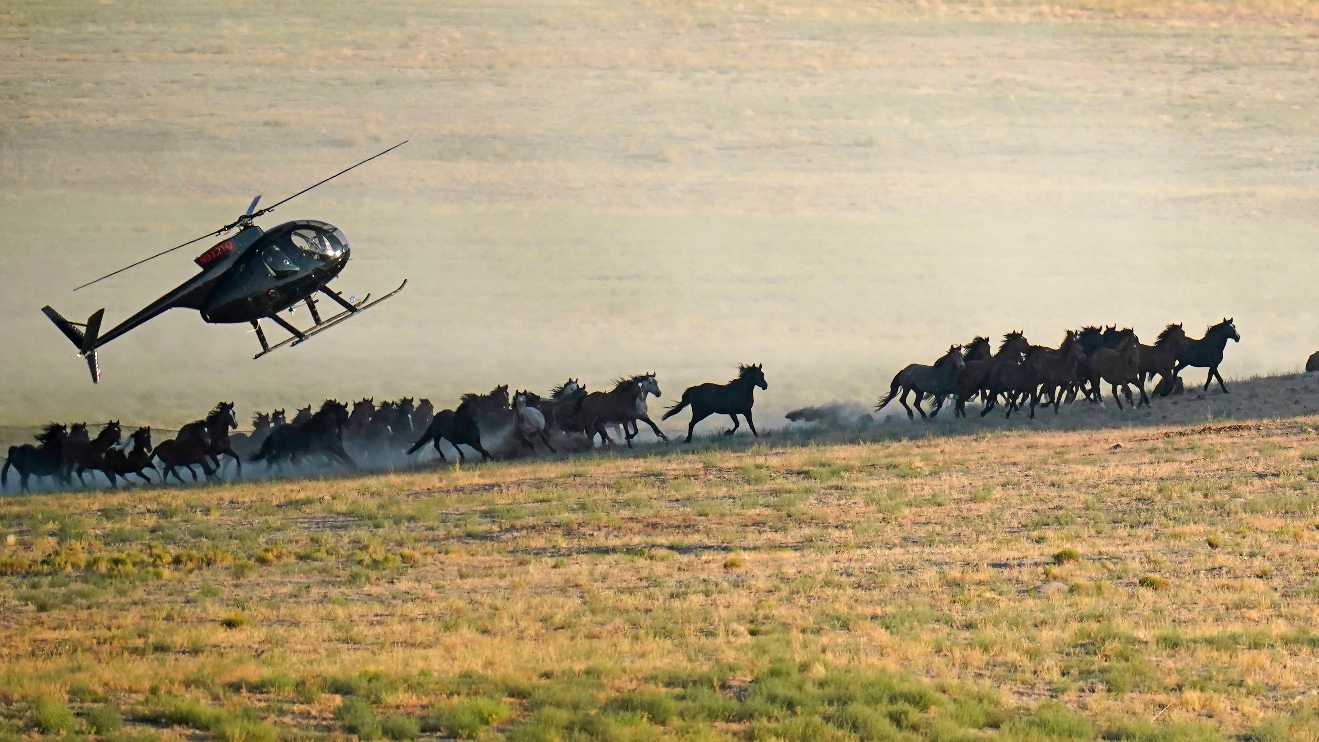 Wild Horses Roundups