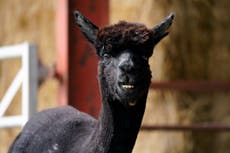 Geronimo the alpaca to be slaughtered after owner loses High Court bid to save him