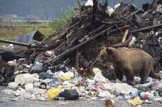 California man sues after bear was able to hide in his bin at Lake Tahoe