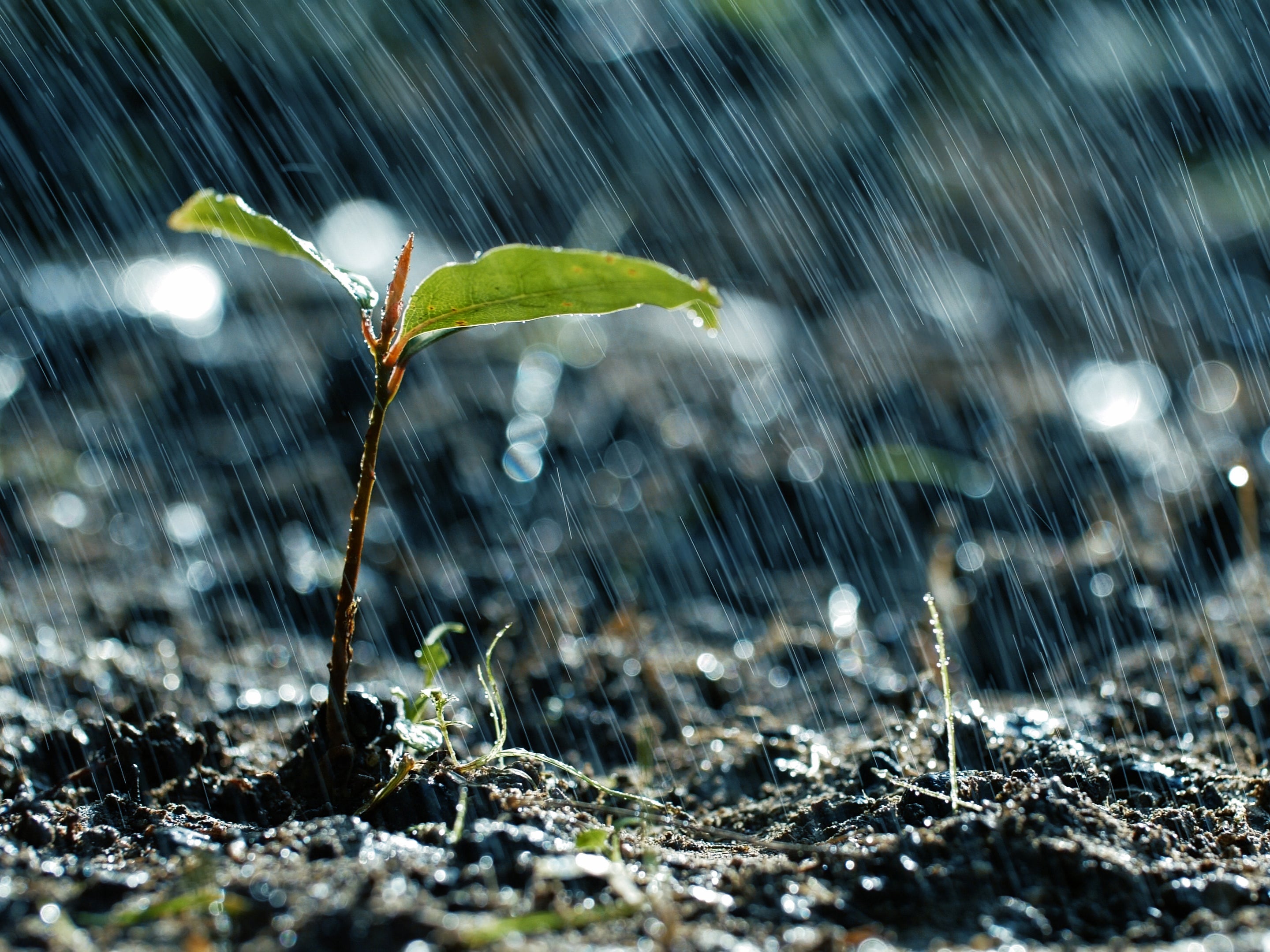 Seedlings that did emerge seemed punier than last year