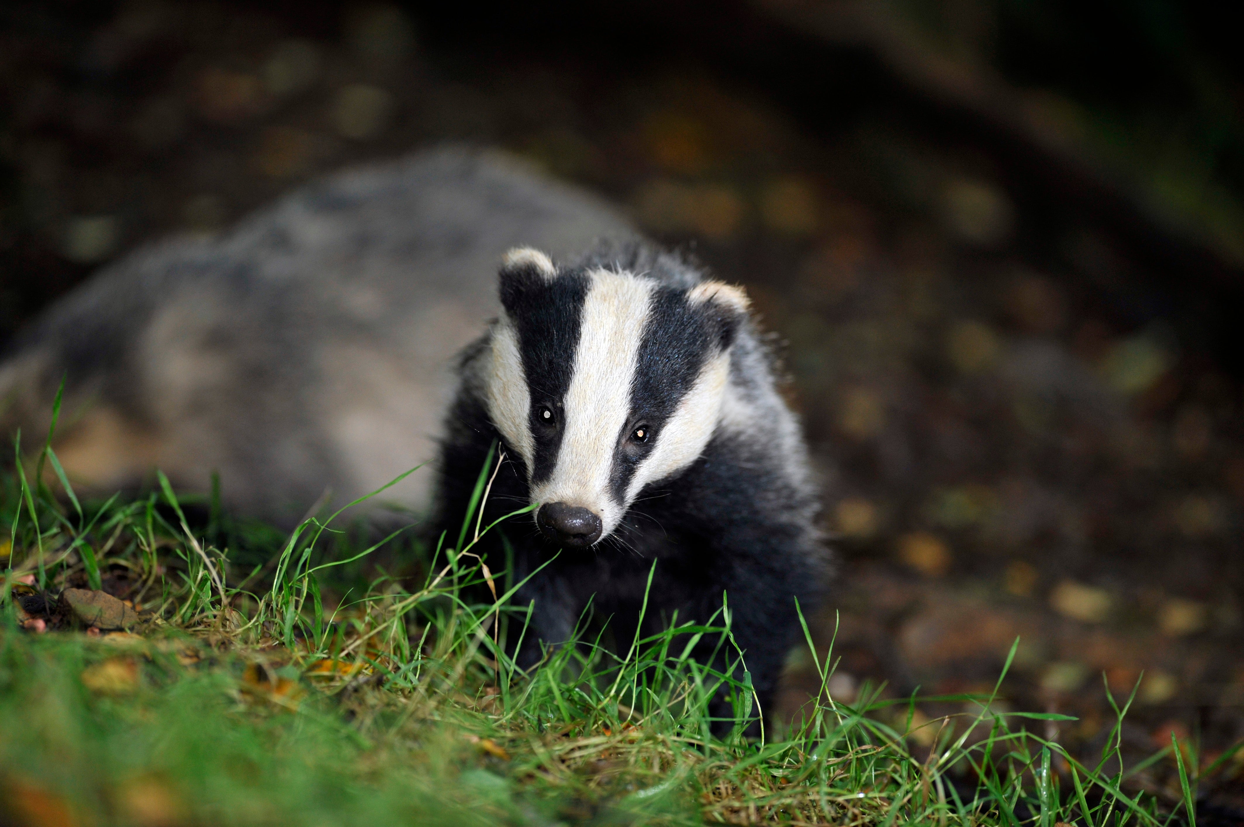 Over 176,000 badgers have been killed since 2013