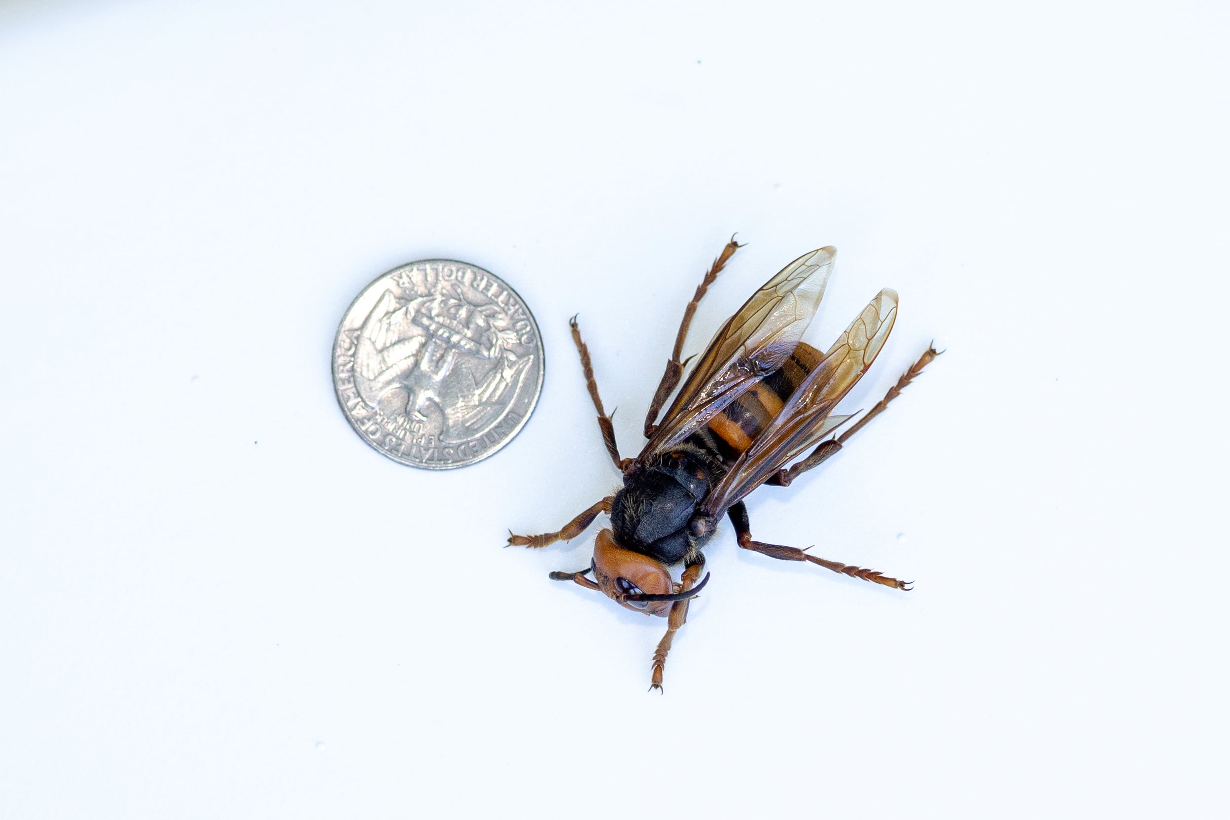 Asian giant hornets are the world’s largest hornets