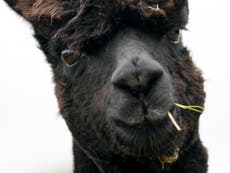 Geronimo: Alpaca owner calls for Boris Johnson to intervene as execution looms