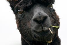 Geronimo: Alpaca owner calls for Boris Johnson to intervene as execution looms