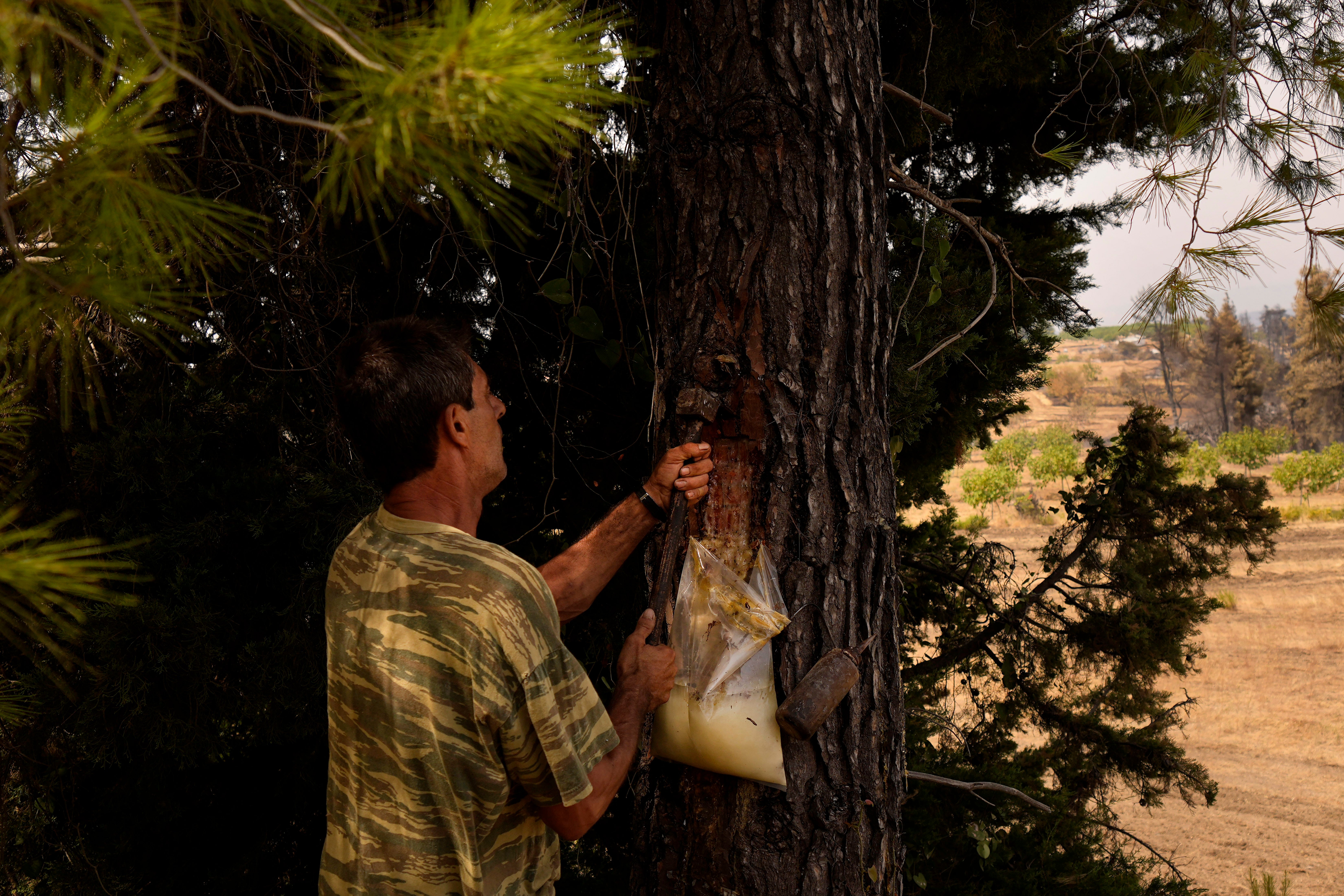 A man collects resin from a pine tree that has survived the fires on the island of Evia