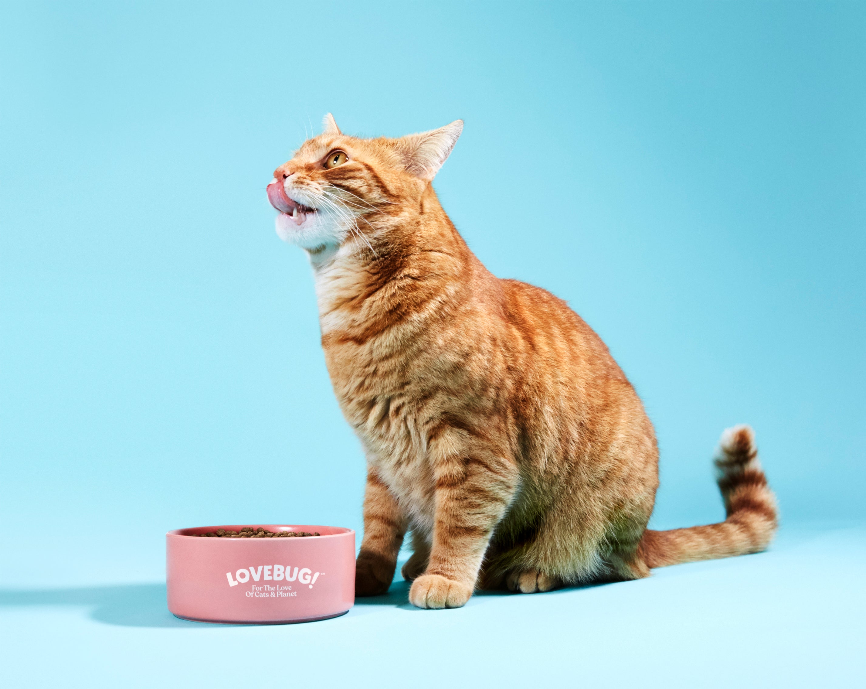 Catfood Lovebug is from larvae farmed and fed on food waste