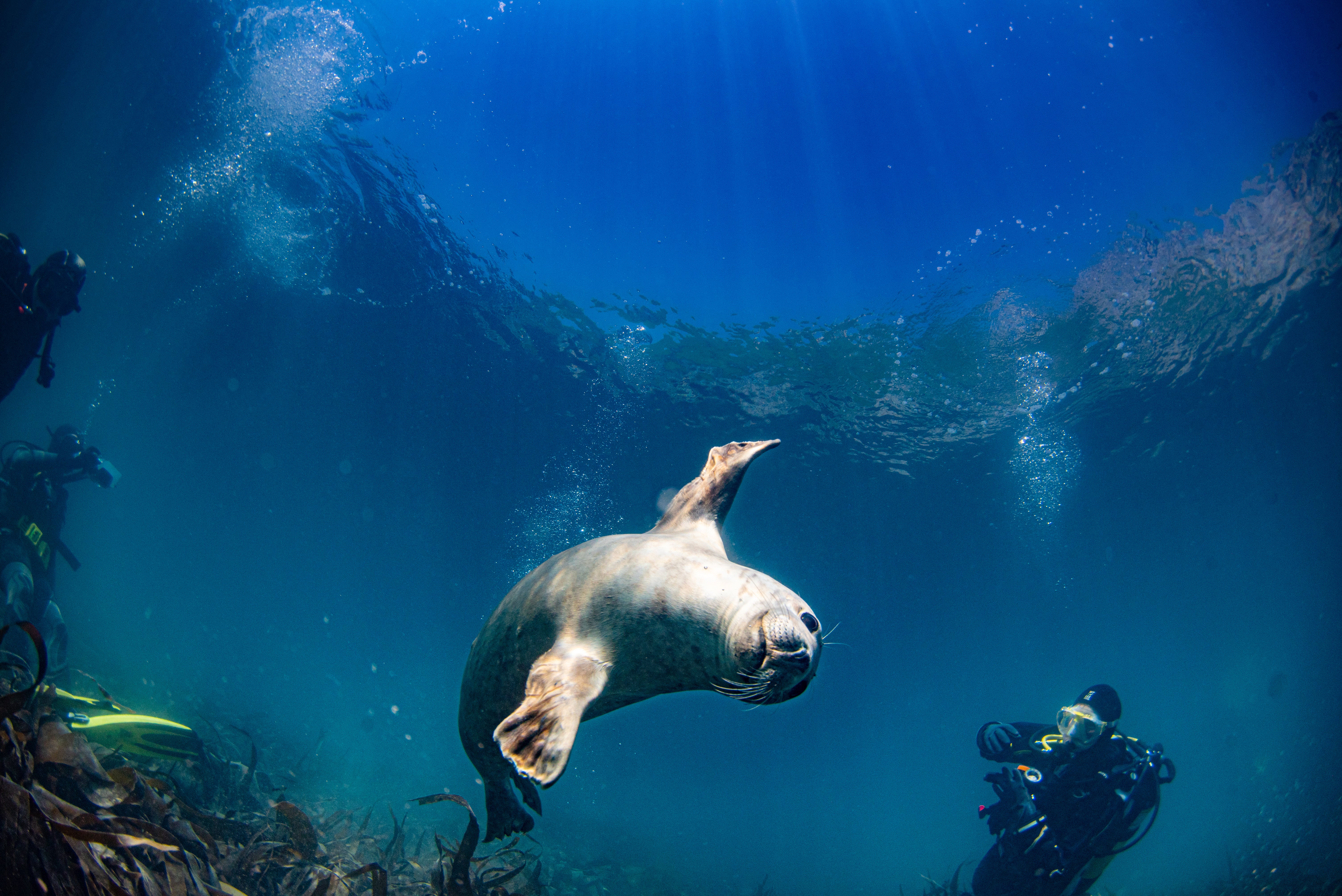 Wild fun: Chasing, touching or feeding seals is forbidden