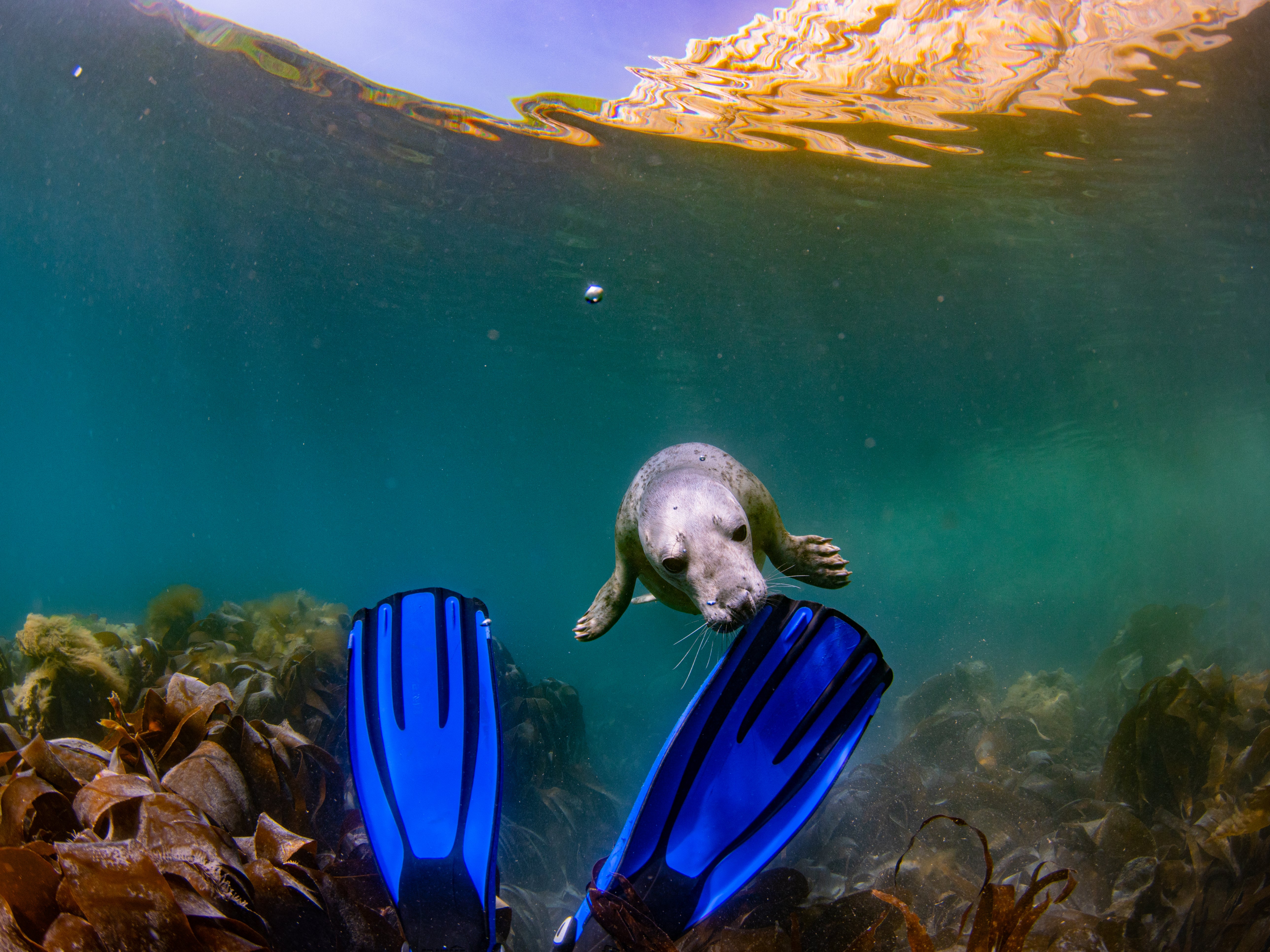 Flipping nosey: Seals, and humans, around Lundy Island are particularly curious