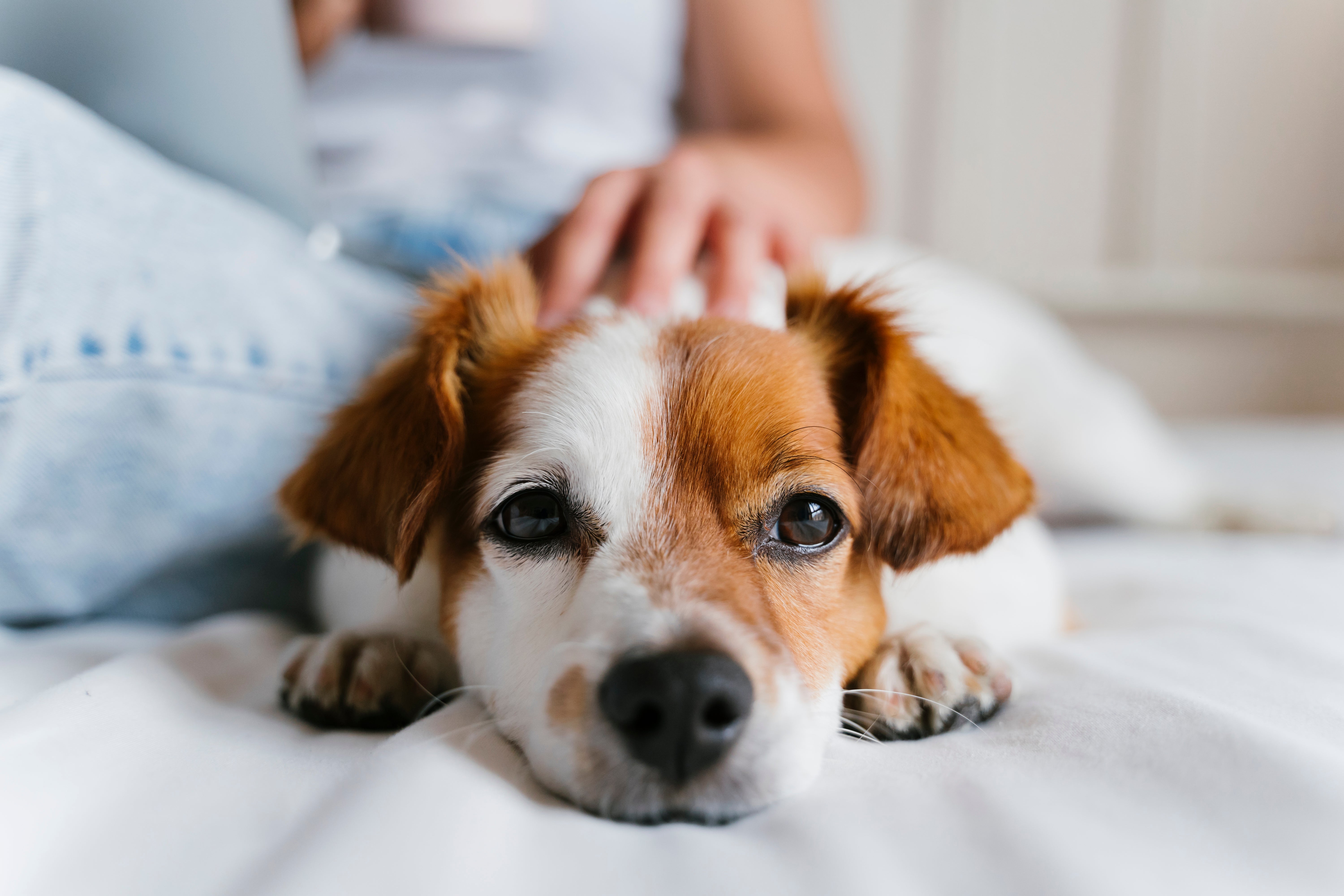 Woman shares poem she received with rescue dog’s paperwork