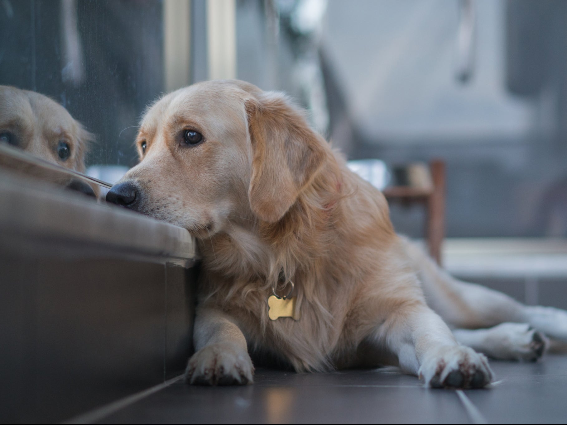 Dog looks out over balcony