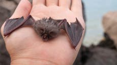 Science news in brief: From bats babbling like babies to a fossilised brain