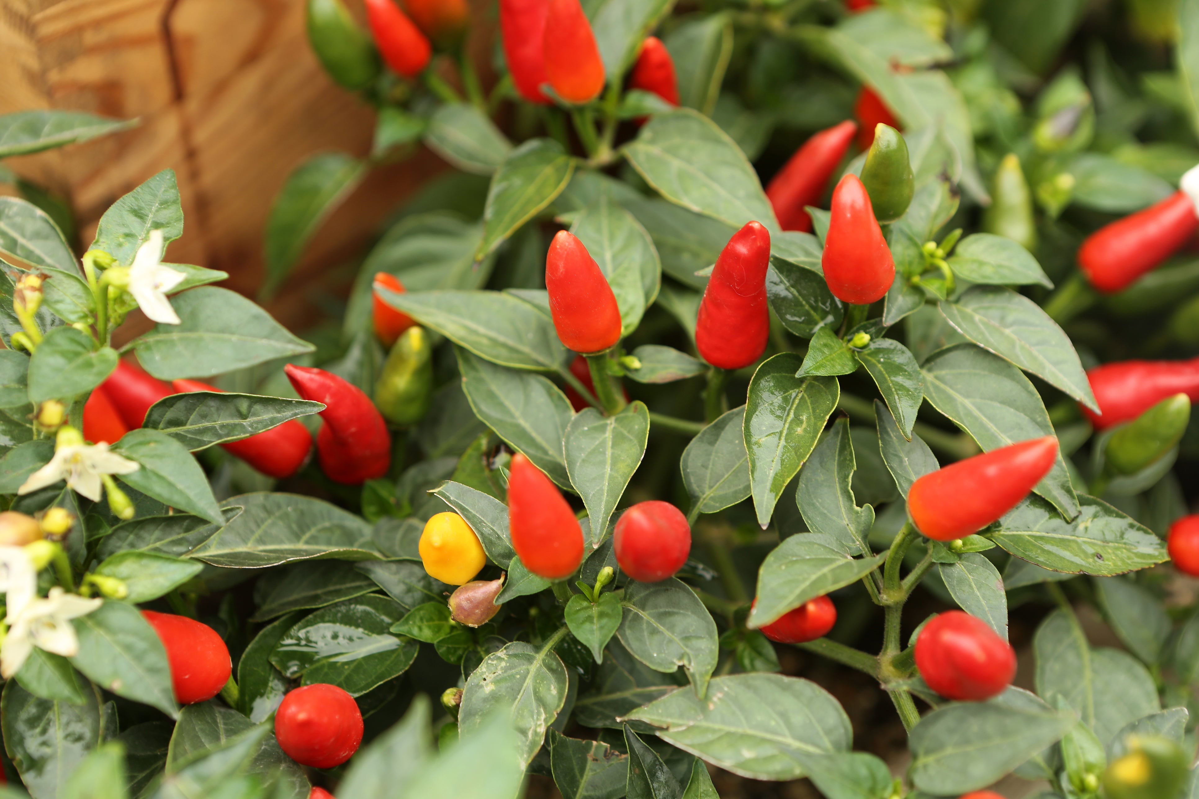 Capsicum spp originated in Central and South America