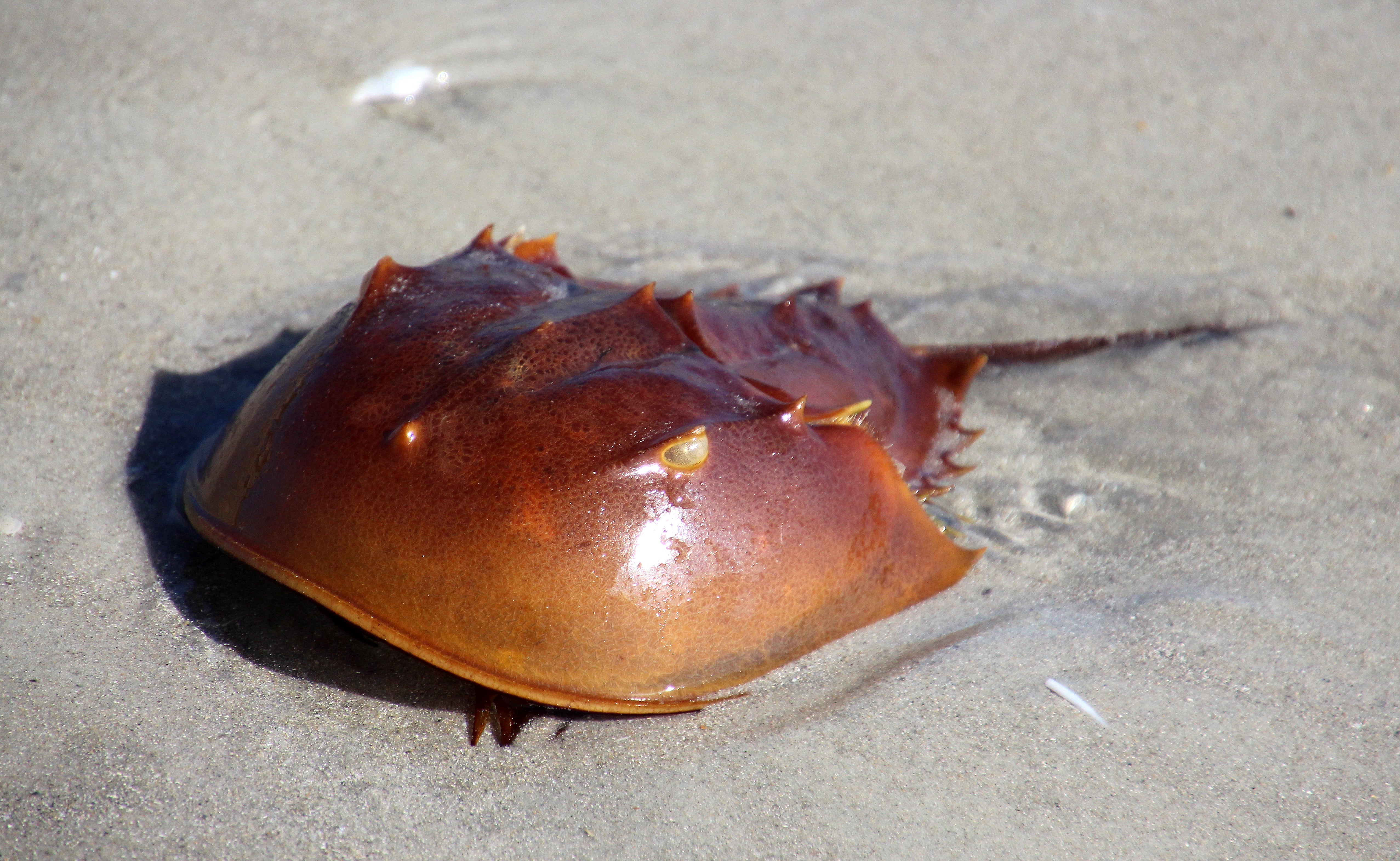 The extinct penny-size horseshoe crab was buried more than 300 million years ago in what was once a shallow, brackish marine basin