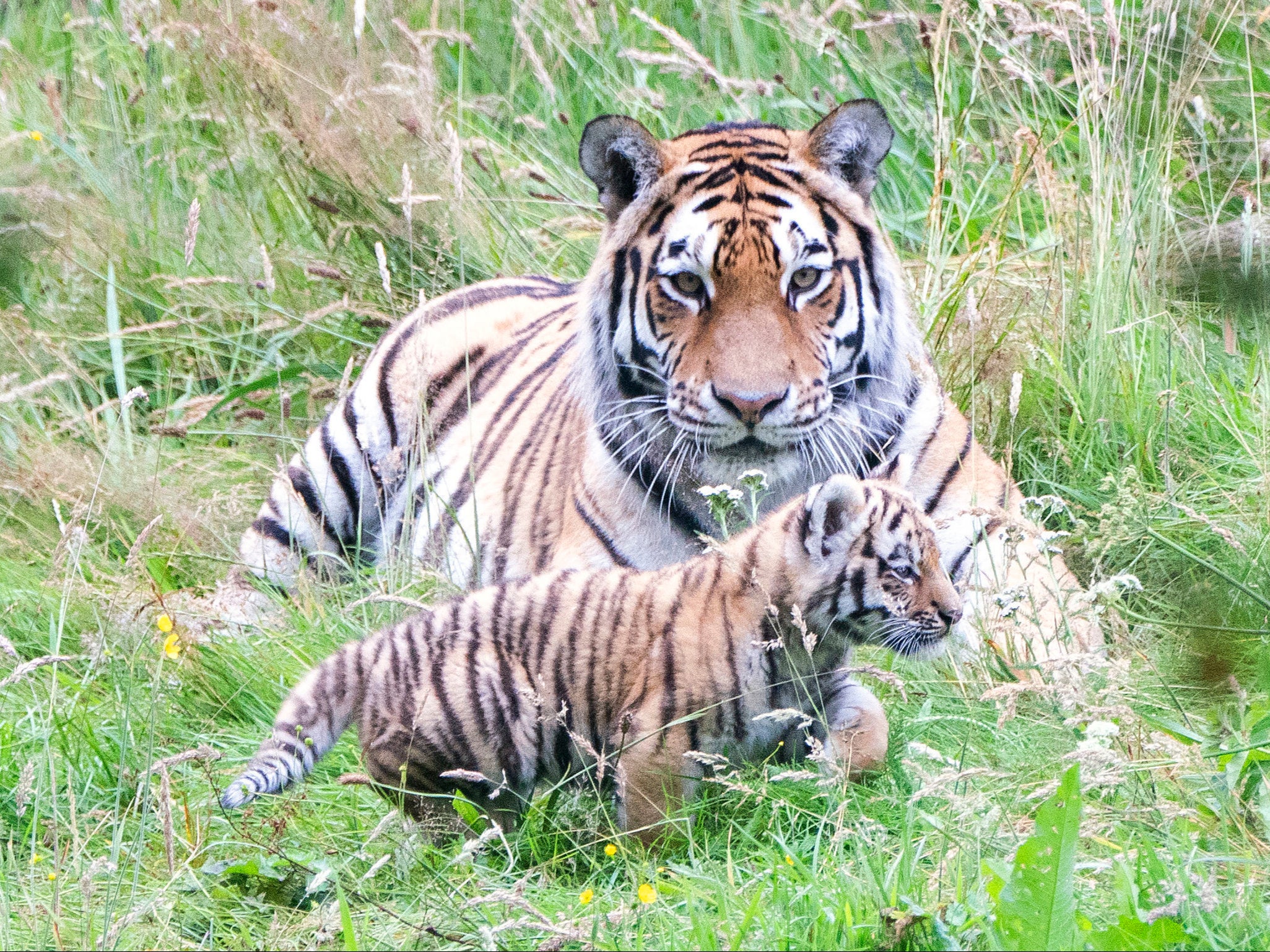 There are around 700 Amur tigers left in the wild