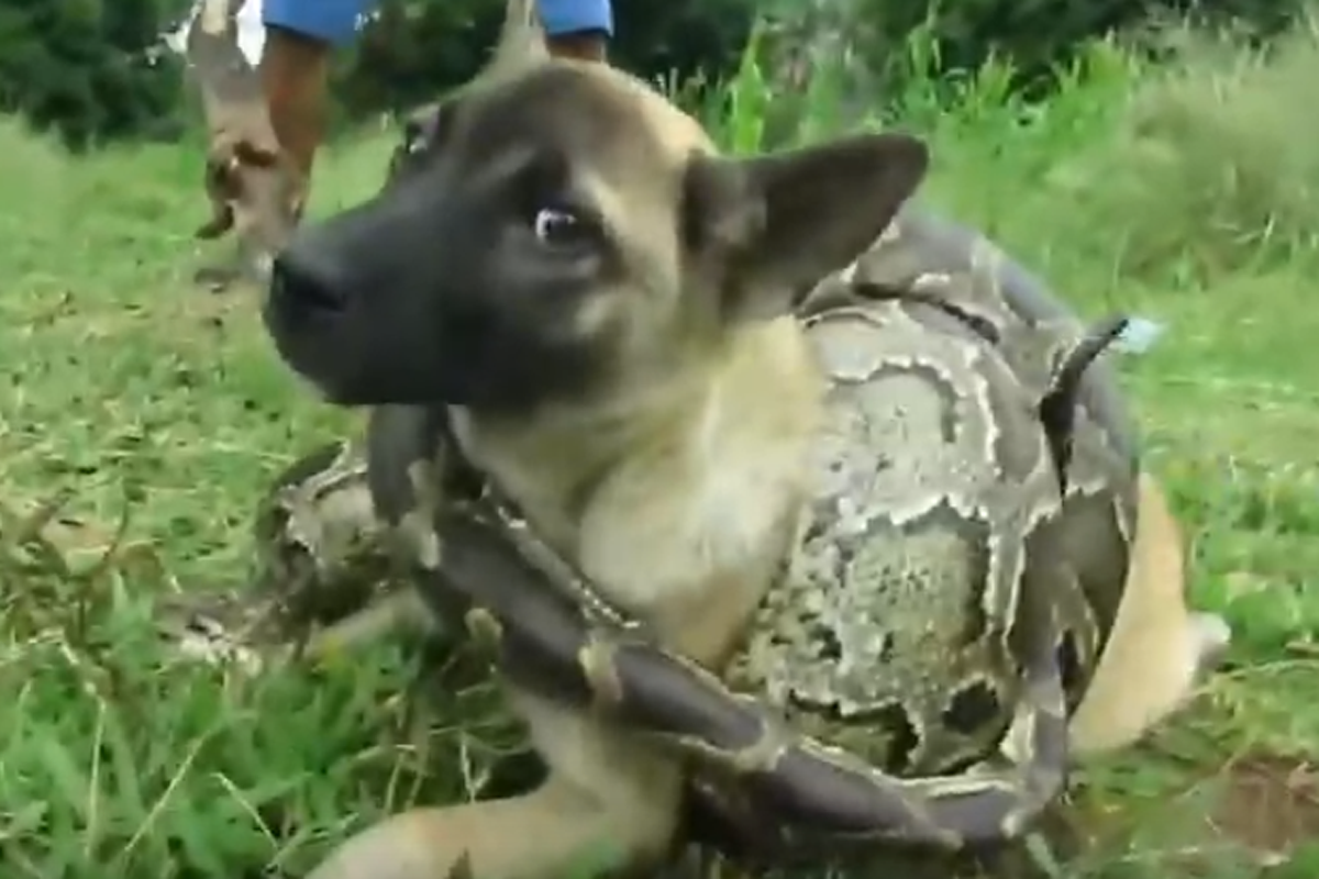 A dog is crushed by a python in a staged ‘rescue’