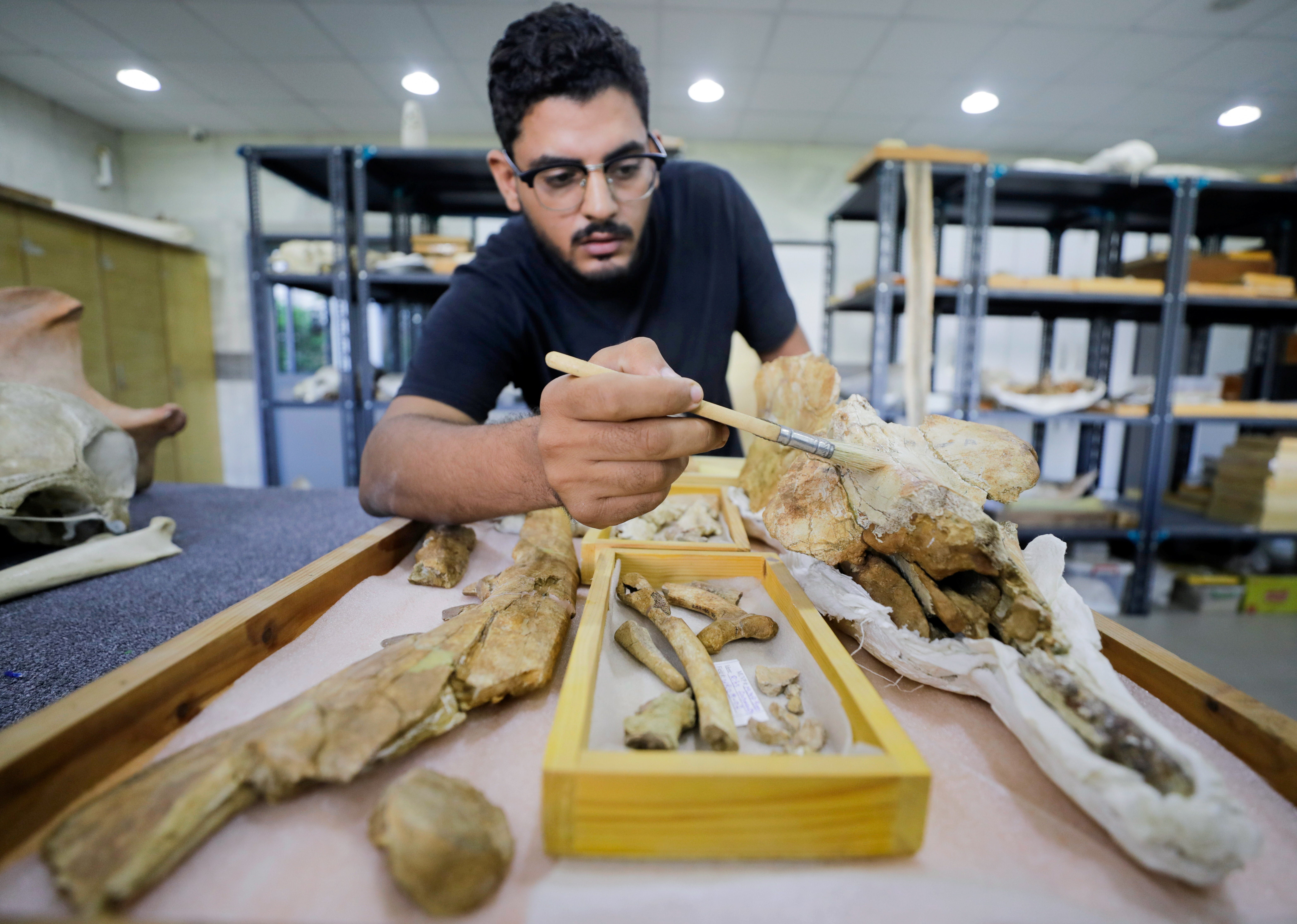 Lead author Abdullah Gohar works on renovating the 43 million-year-old fossil