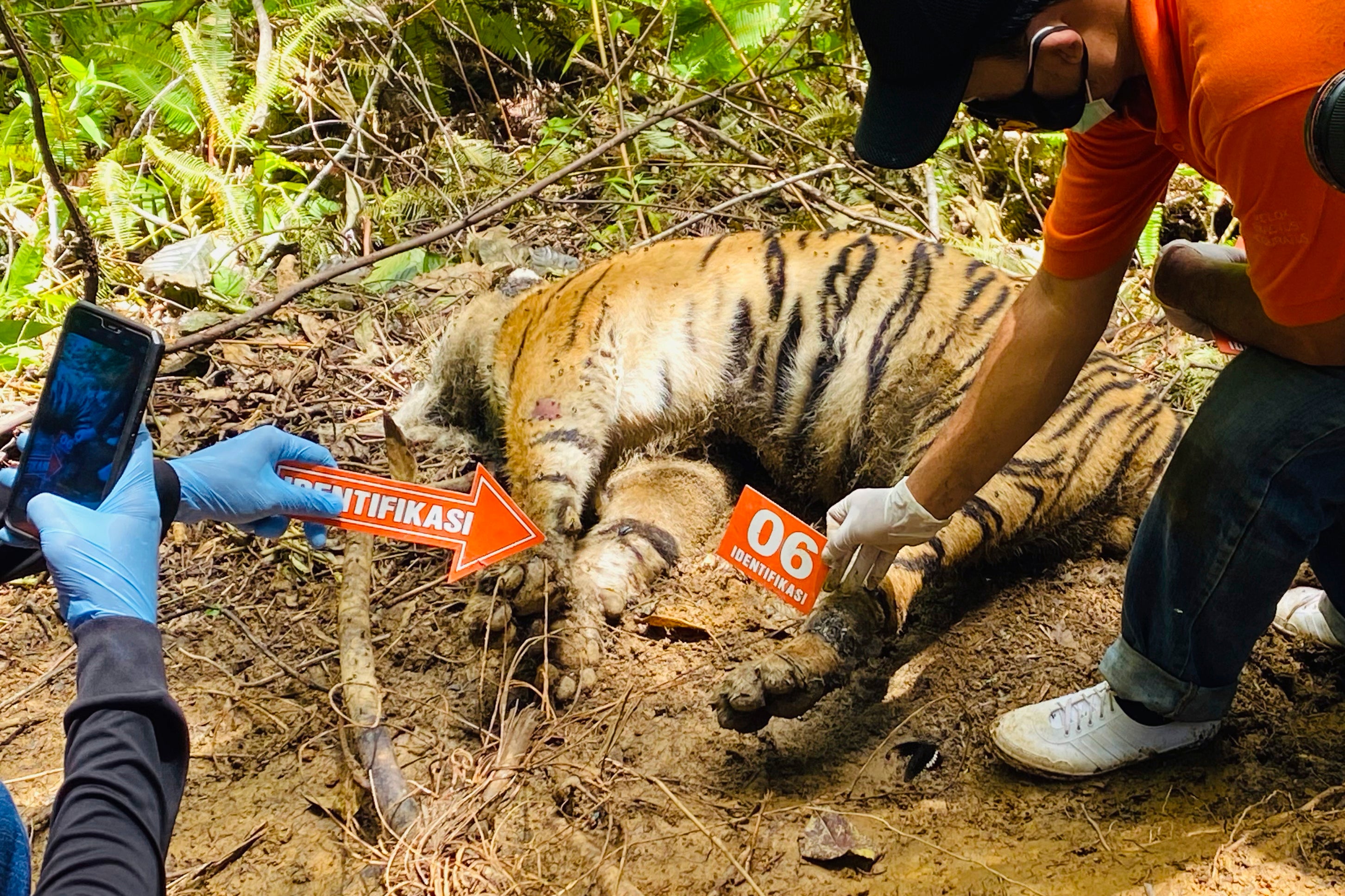 Indonesia Sumatran Tigers