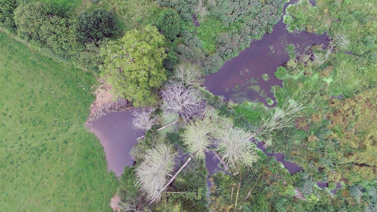 A poplar plantation in Devon which beavers have turned into a wetland with a dam