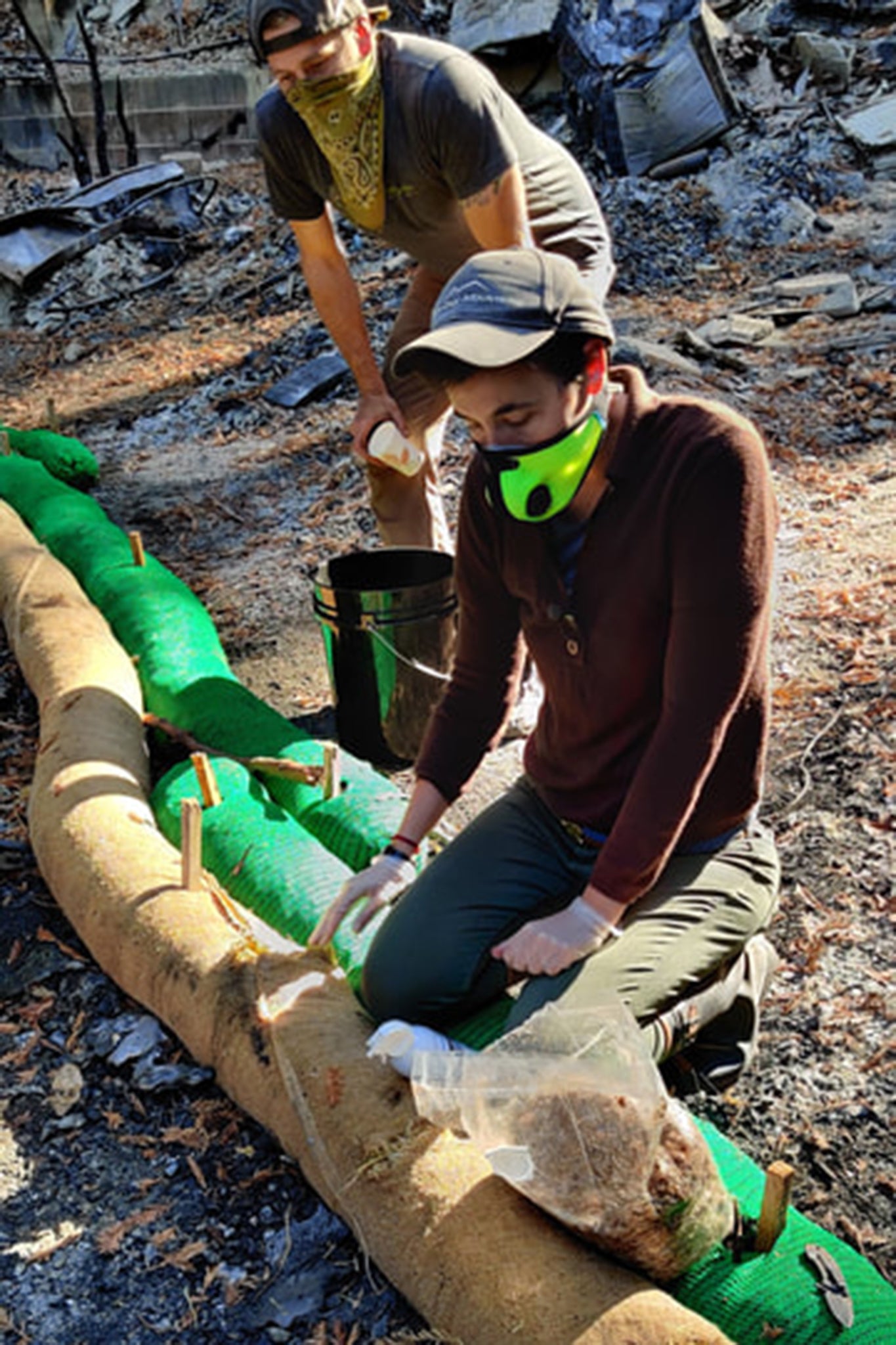 Fungi help biodegrade toxins running off the land before they contaminate waterways – and proved useful after the California wildfires