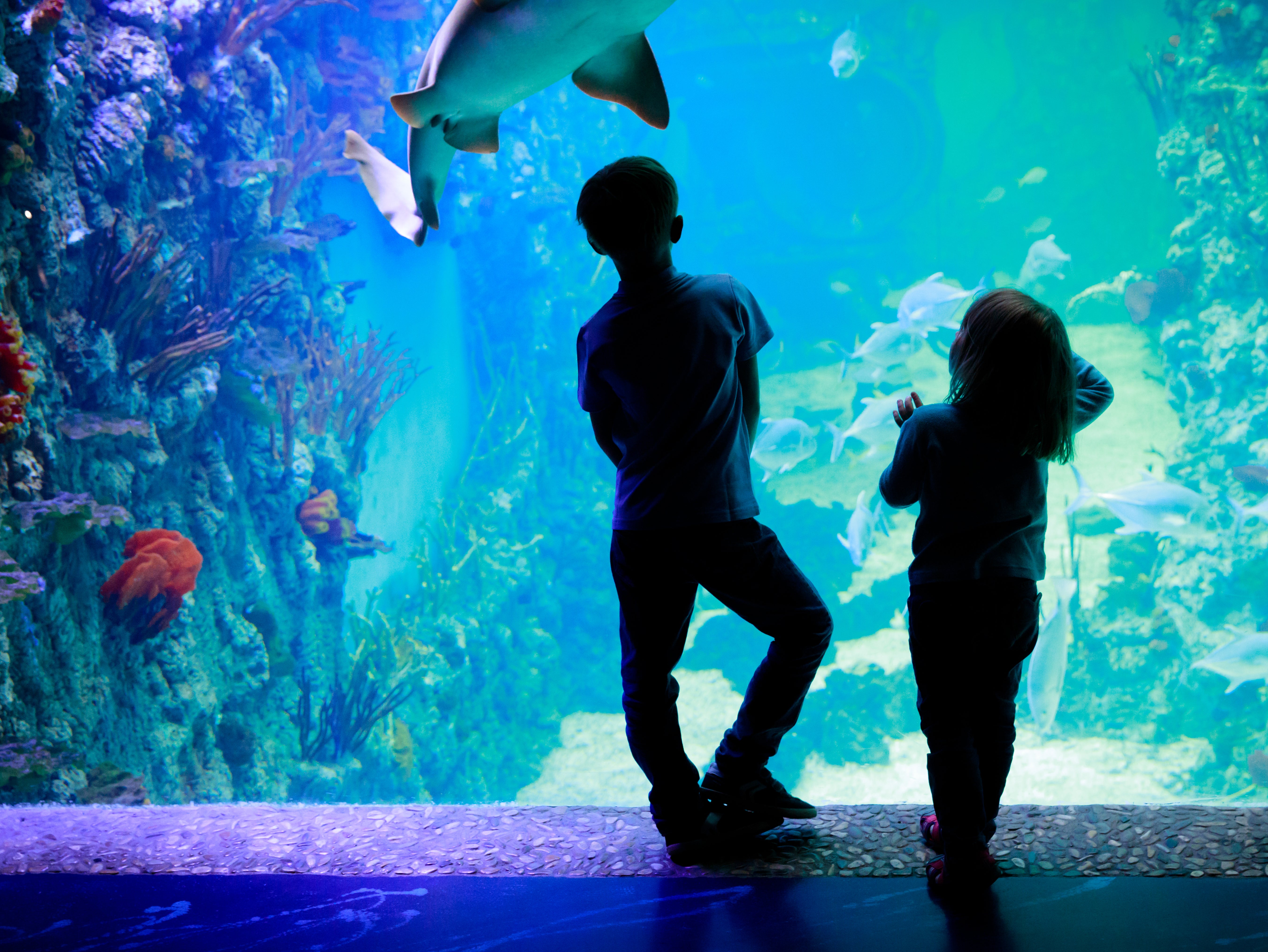 Only 4.8 per cent of fish in aquariums are classed as endangered or critically endangered