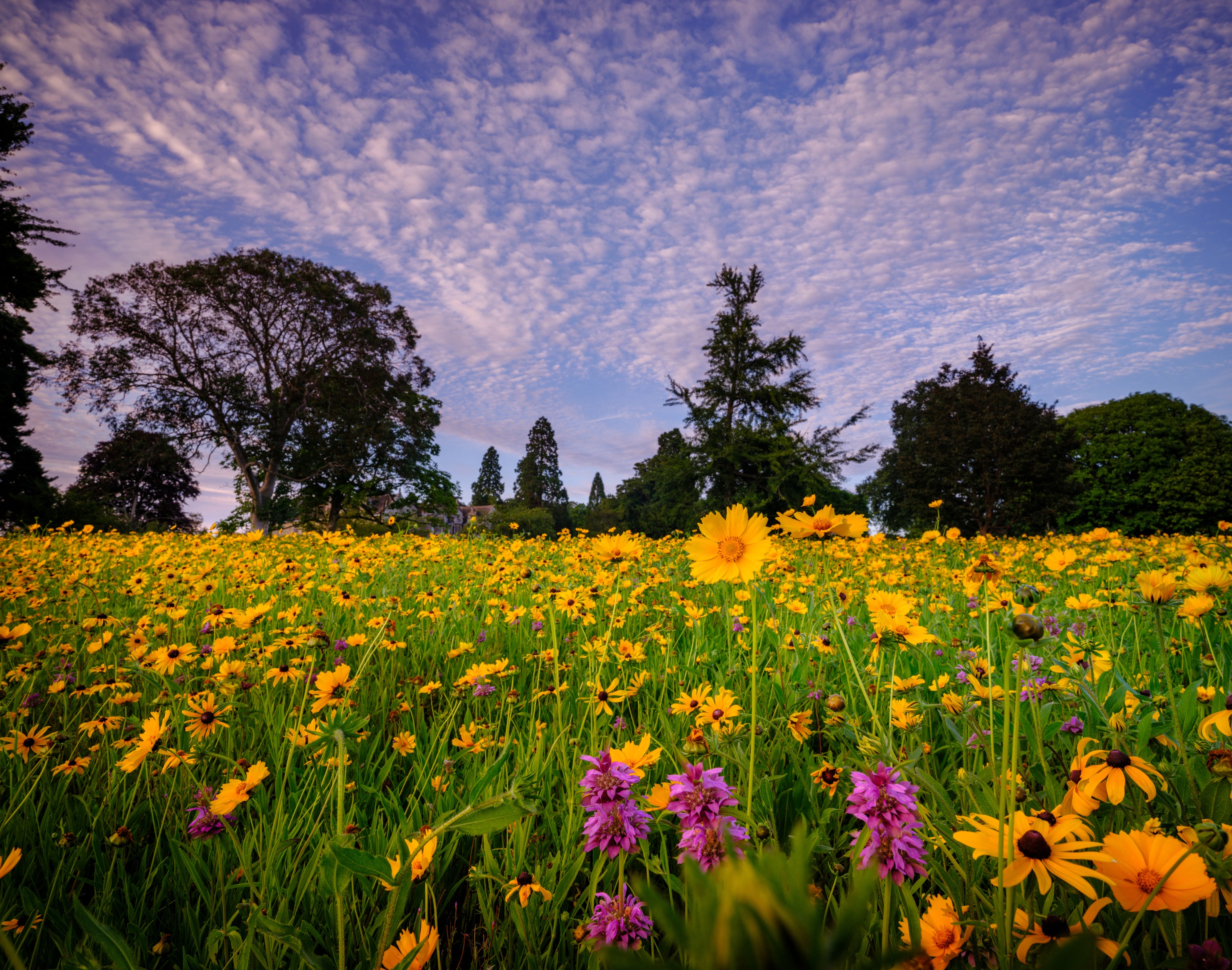 American Prairie planting at Wakehurst (Jim Holden/RBG Kew/PA)