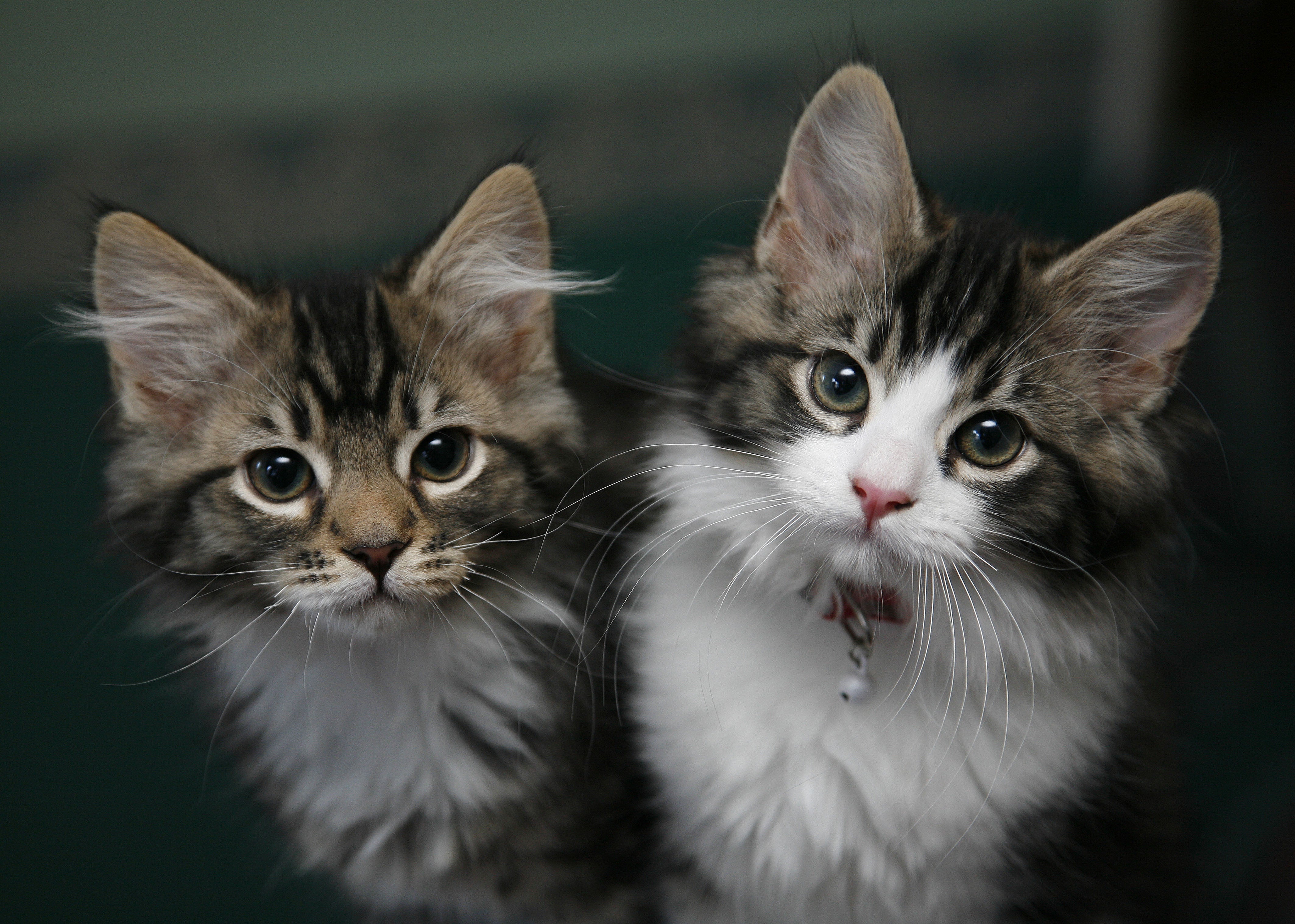 There are now around 12 million cats in UK homes (Nick Ansell/PA)